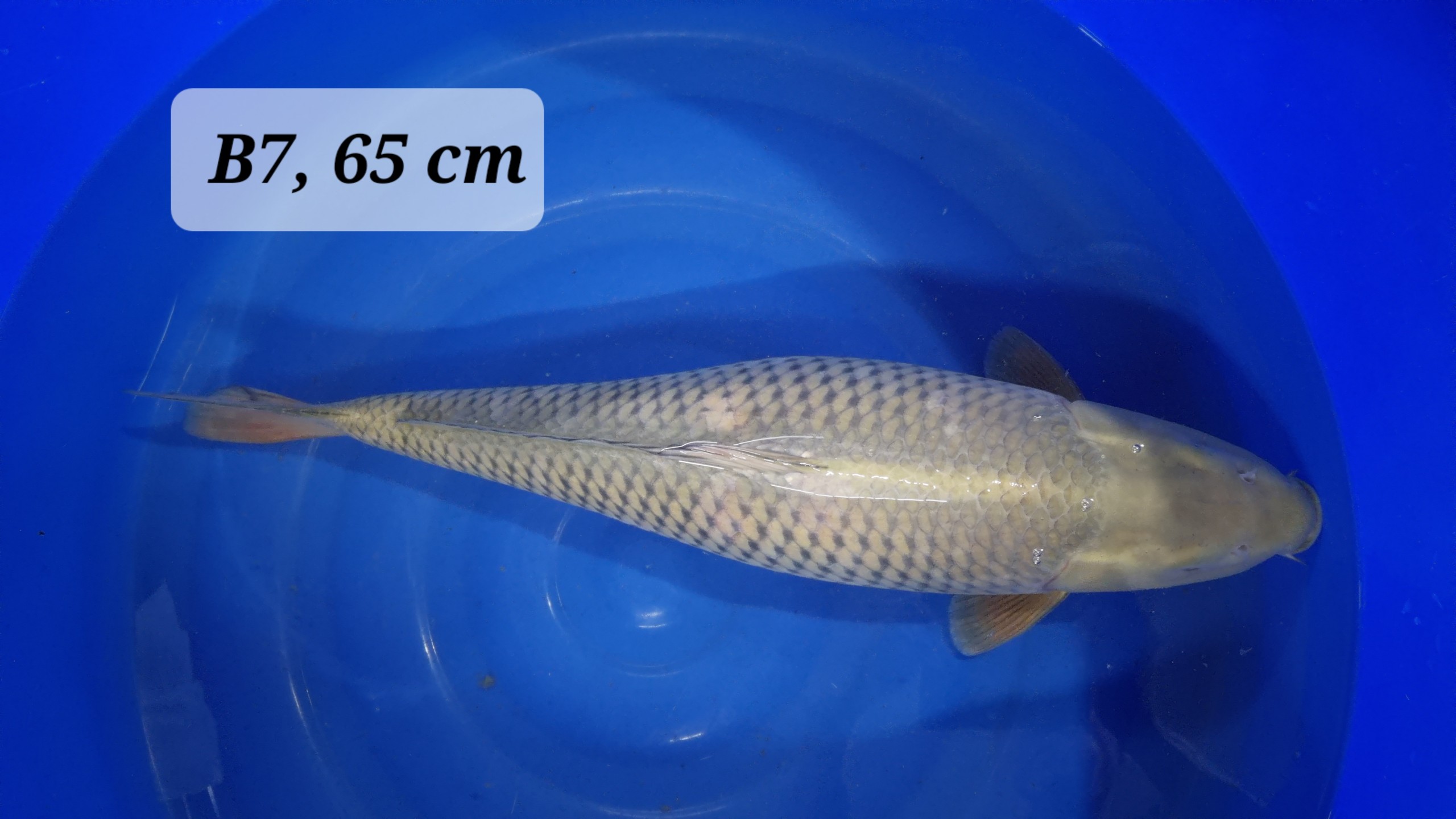 Chagoi Nisai mit 65 cm (Female)