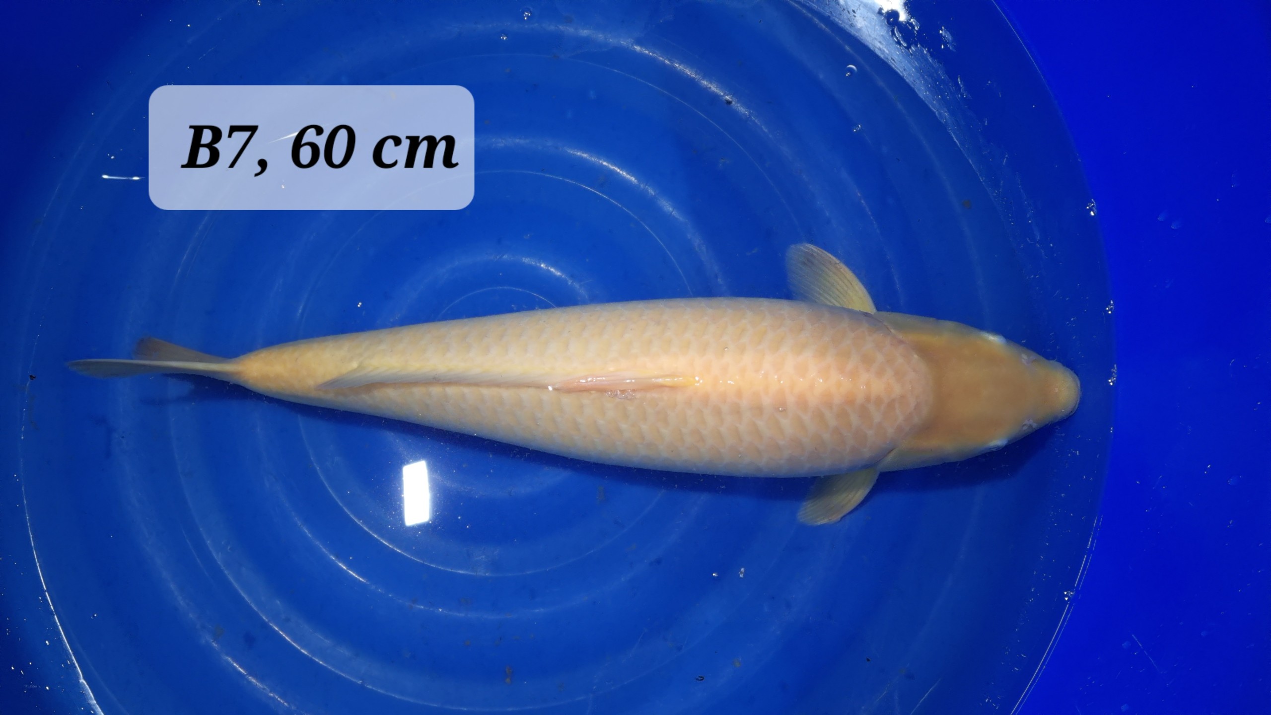 Karashi Nisai mit 60 cm (Female)