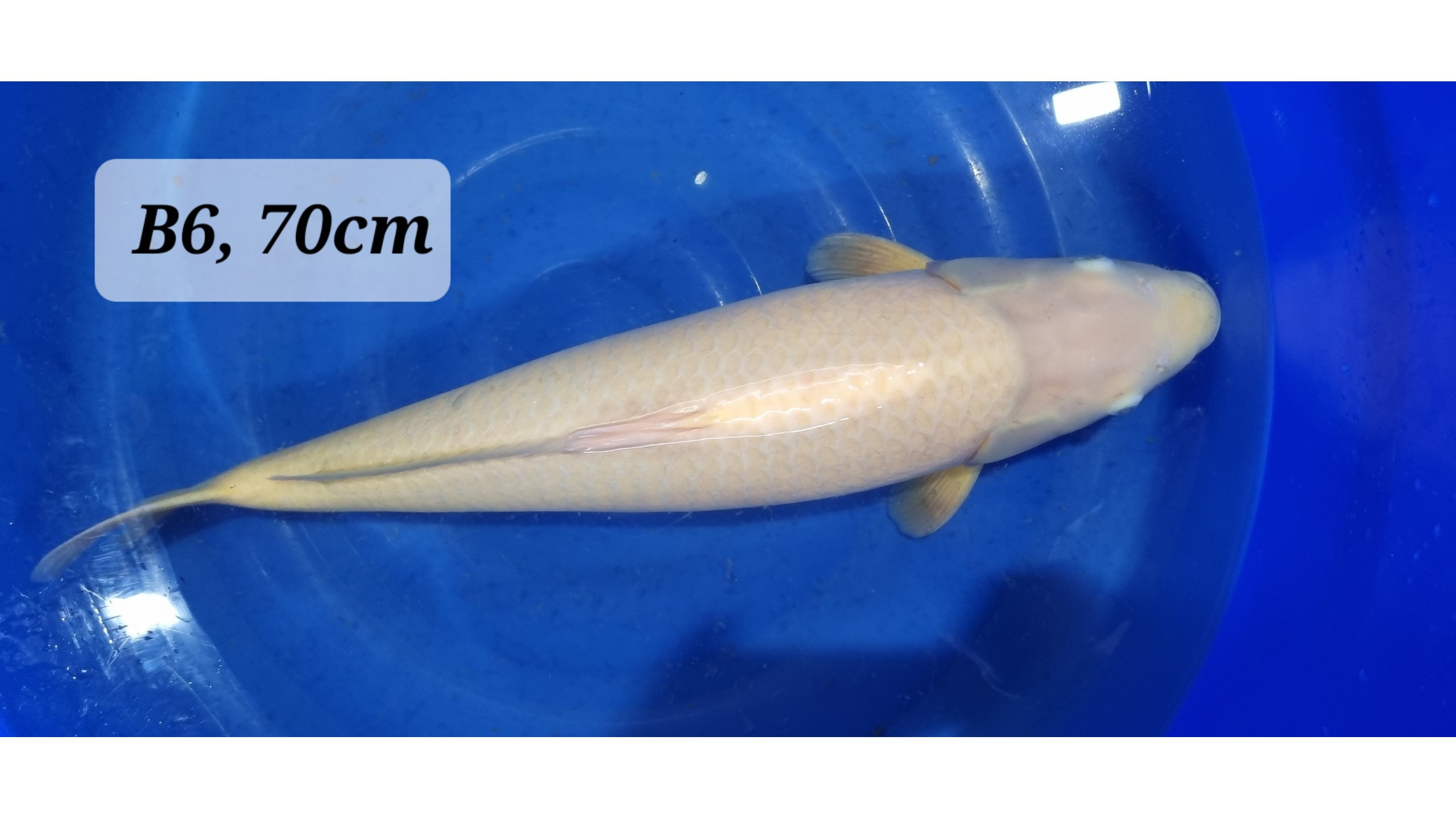 Karashi Nisai mit 70 cm (Female)