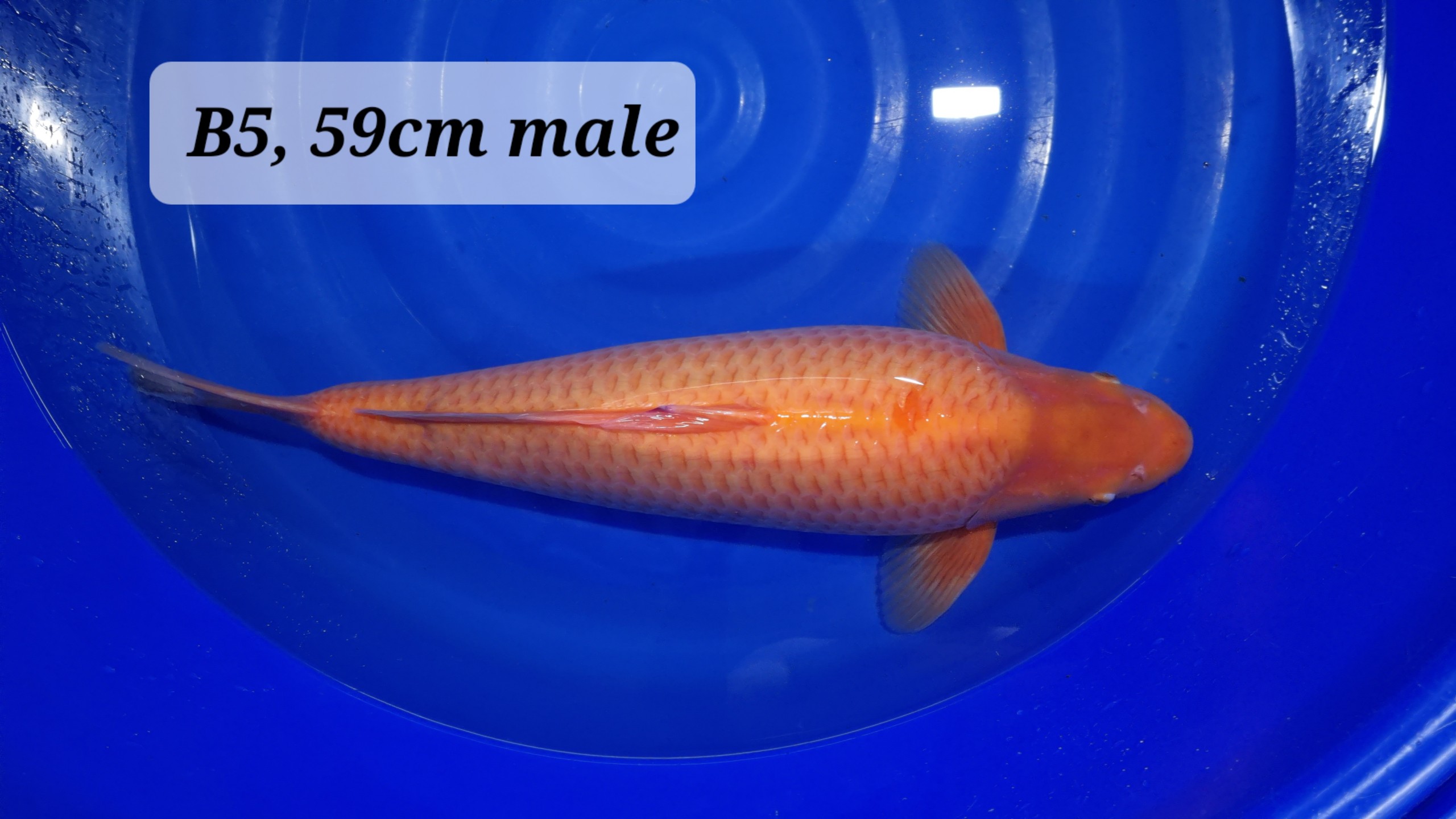Red Karashi Nisai mit 59 cm 