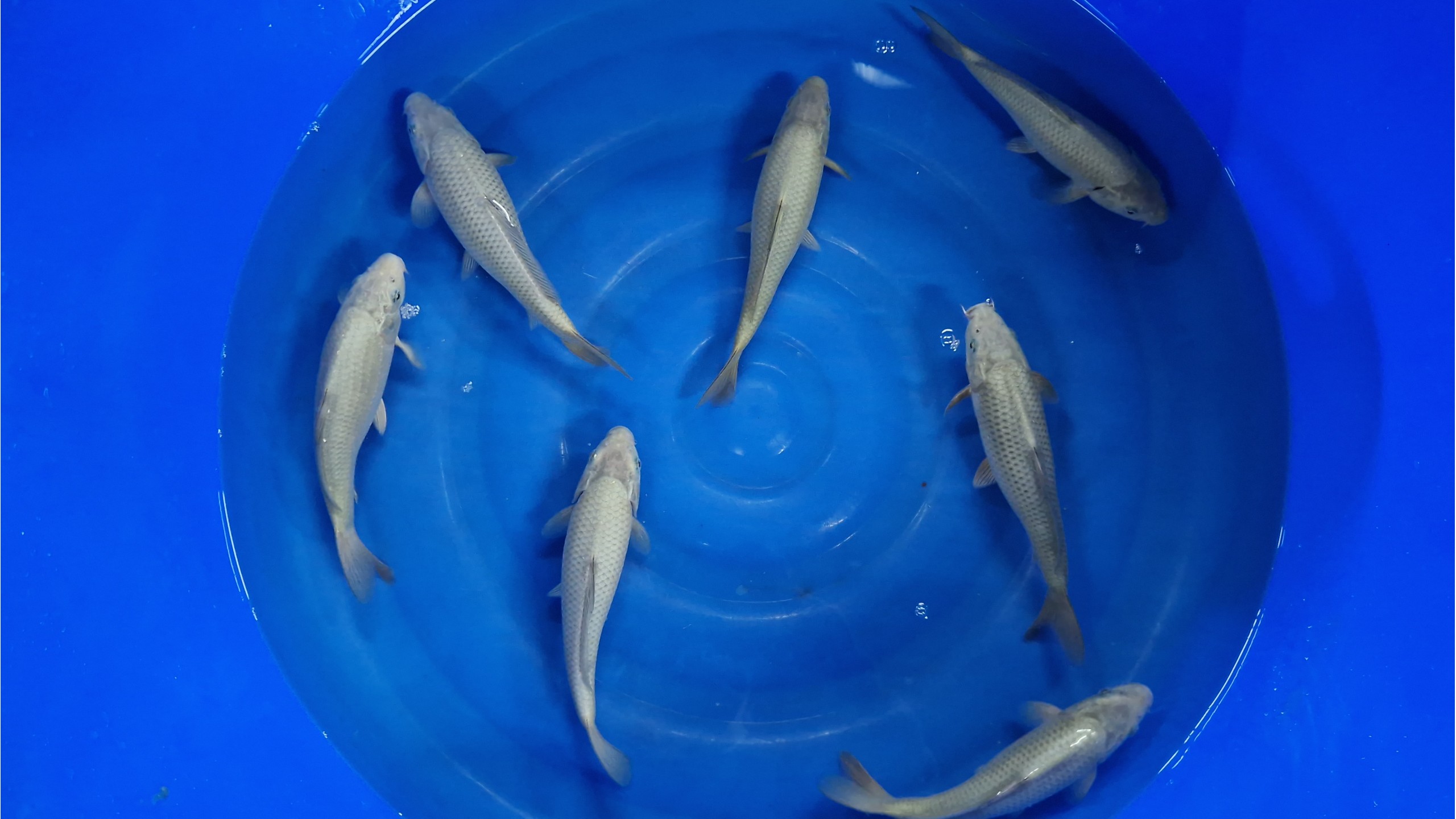 Chagoi Tosai mit 26 bis 30 cm (unsext)