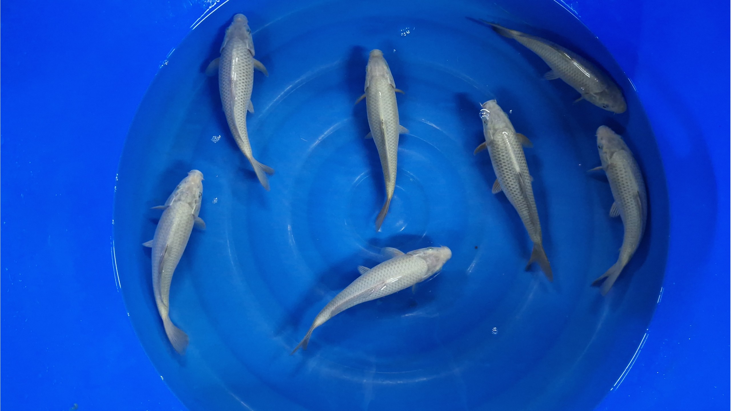 Chagoi Tosai mit 20 bis 25 cm (unsext)