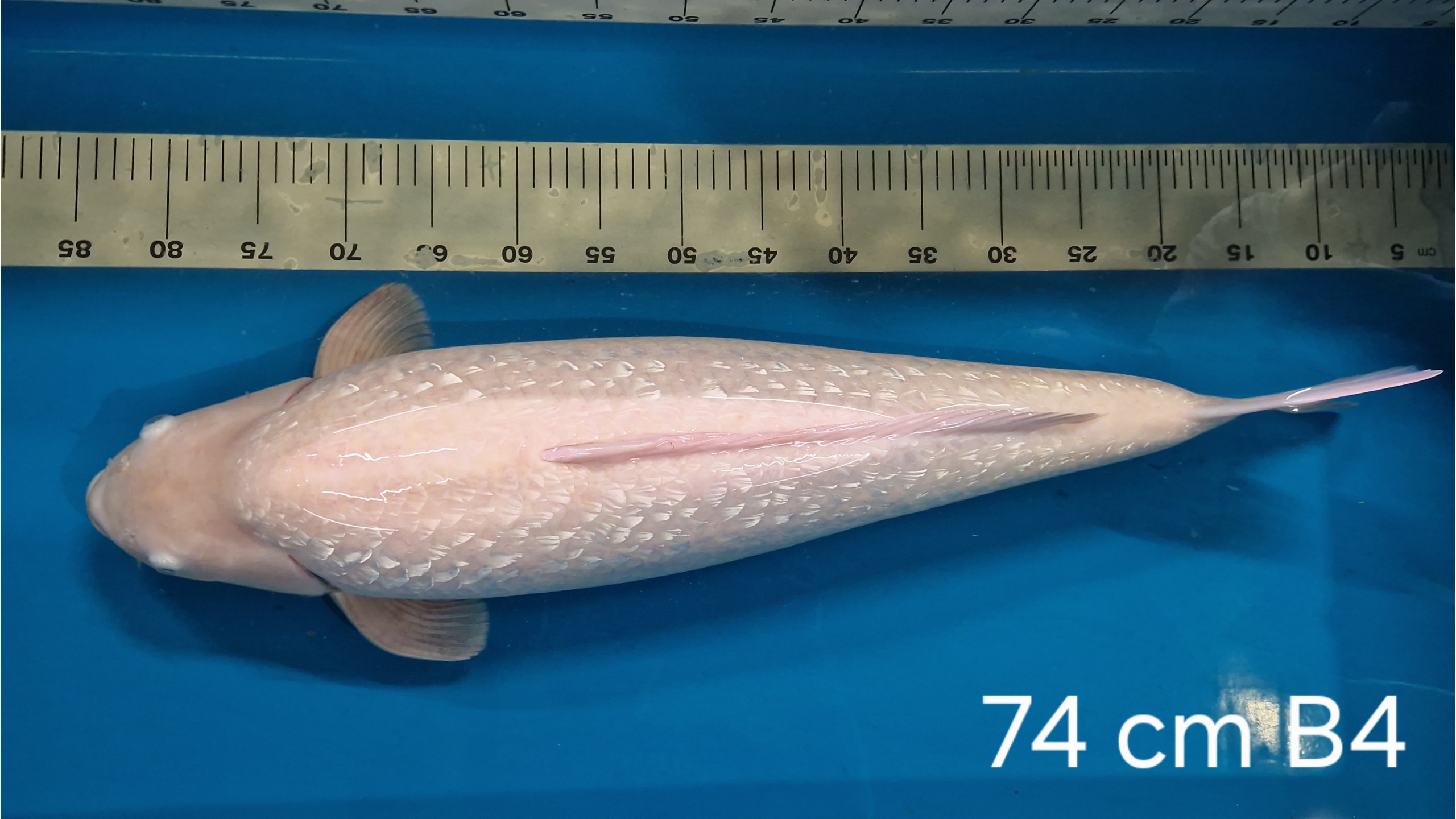 Ginrin Karashi Sansai mit 74 cm (Female)