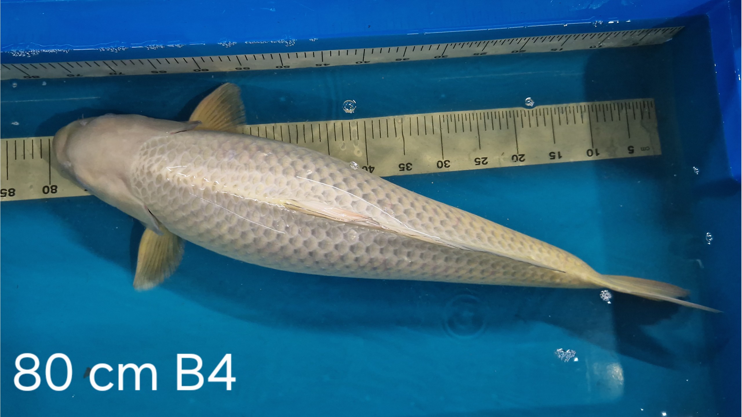 Chagoi Sansai mit 80 (Female)