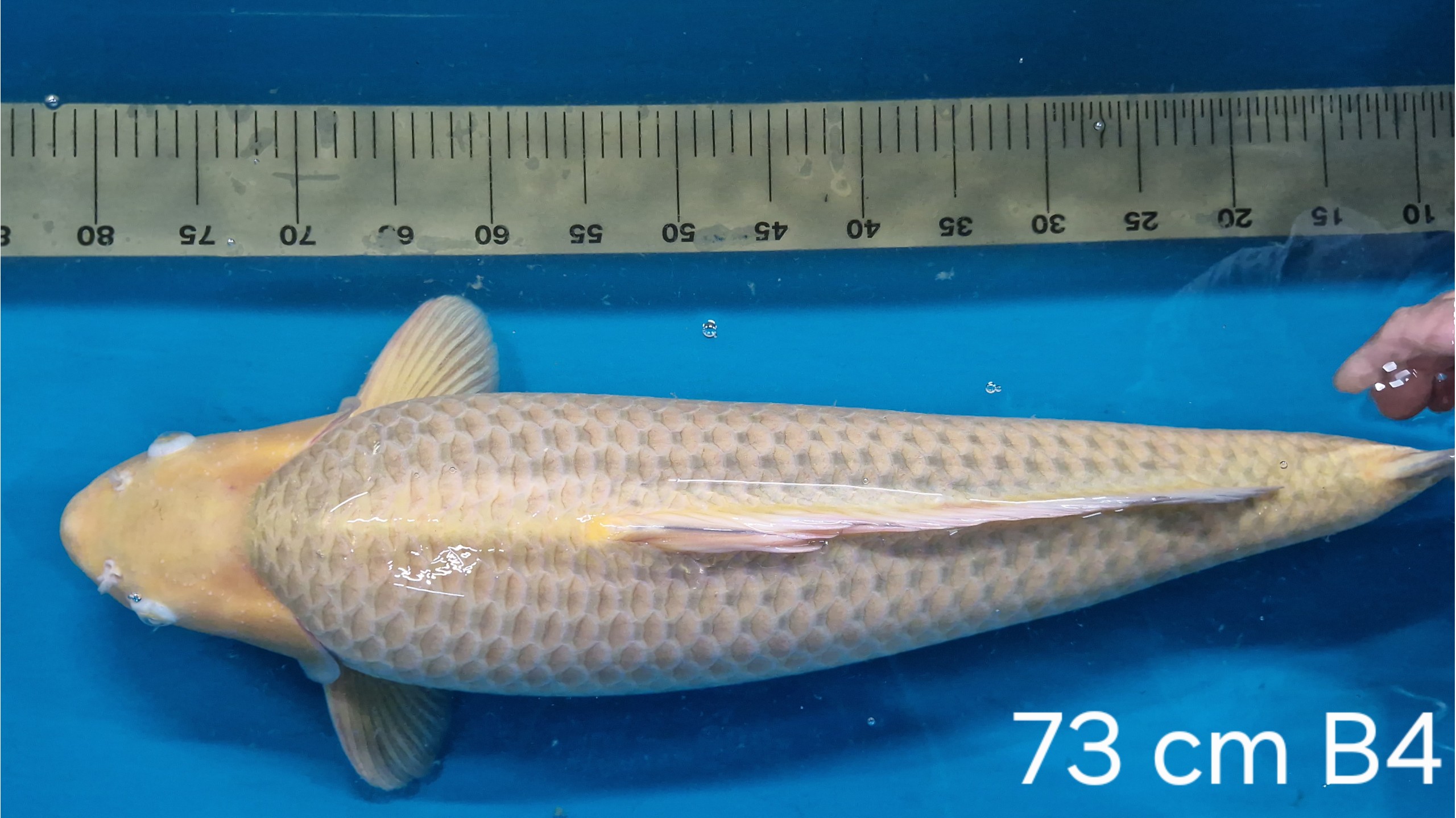 Chagoi Sansai mit 73 (Female)