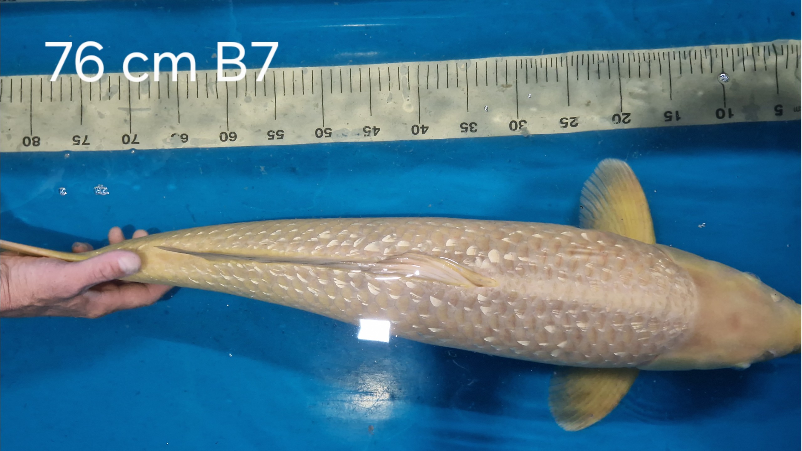 Ginrin Karashi Chagoi Sansai mit 76 cm (Female)