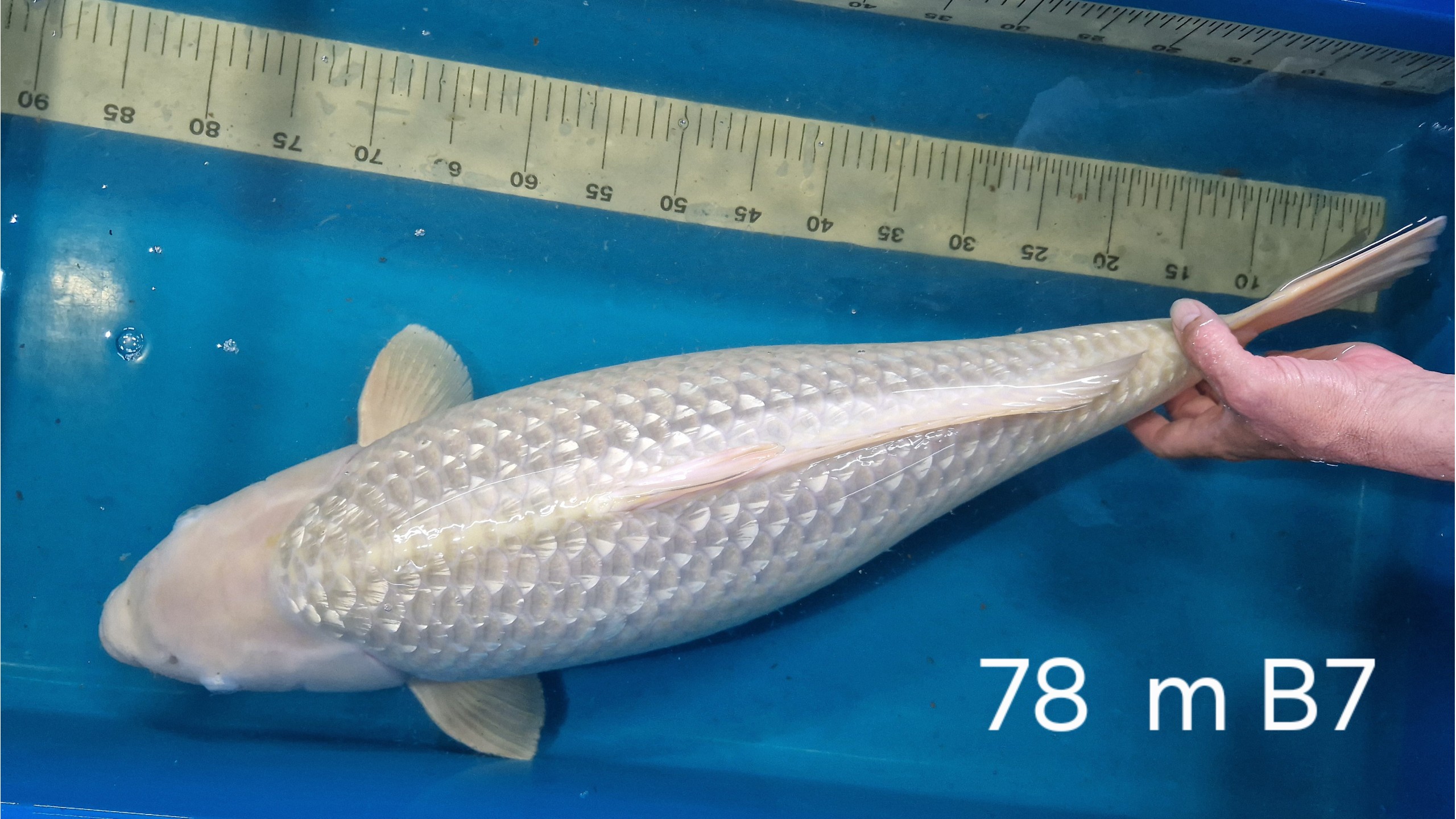 Ginrin Chagoi Sansai mit 78 cm (Female)
