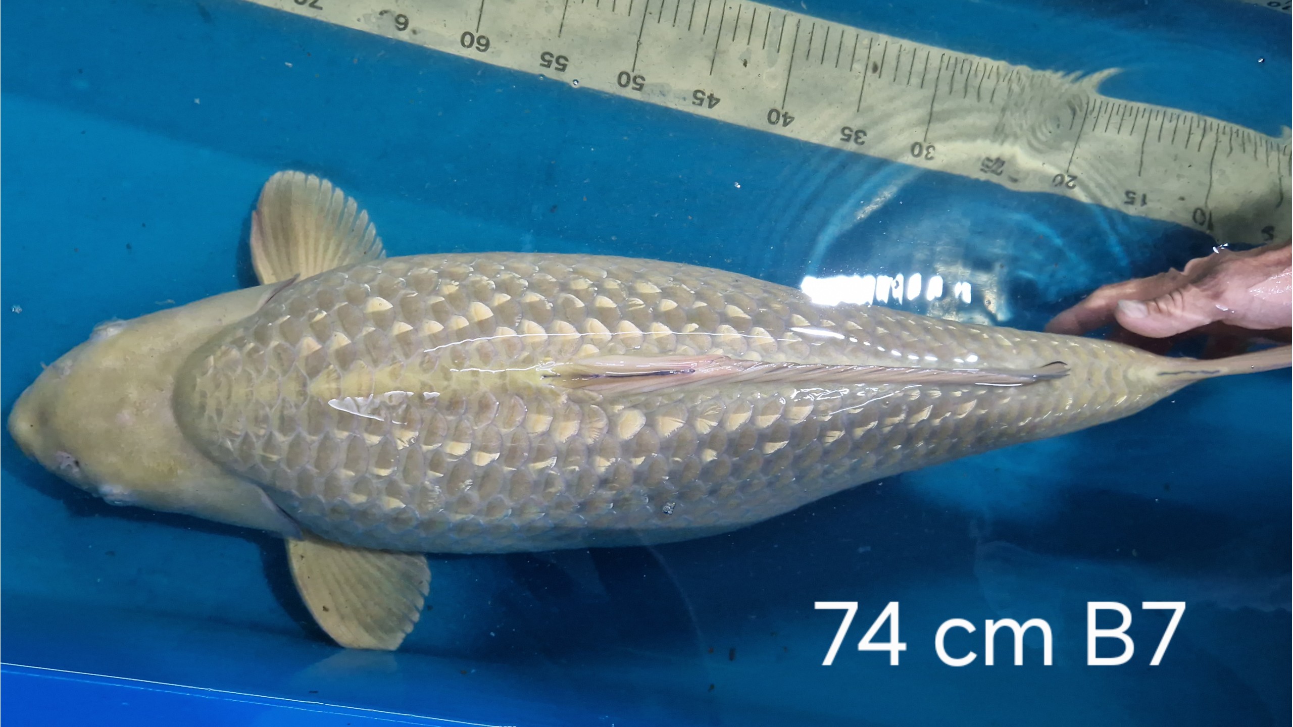Ginrin Chagoi Sansai mit 74 cm (Female)