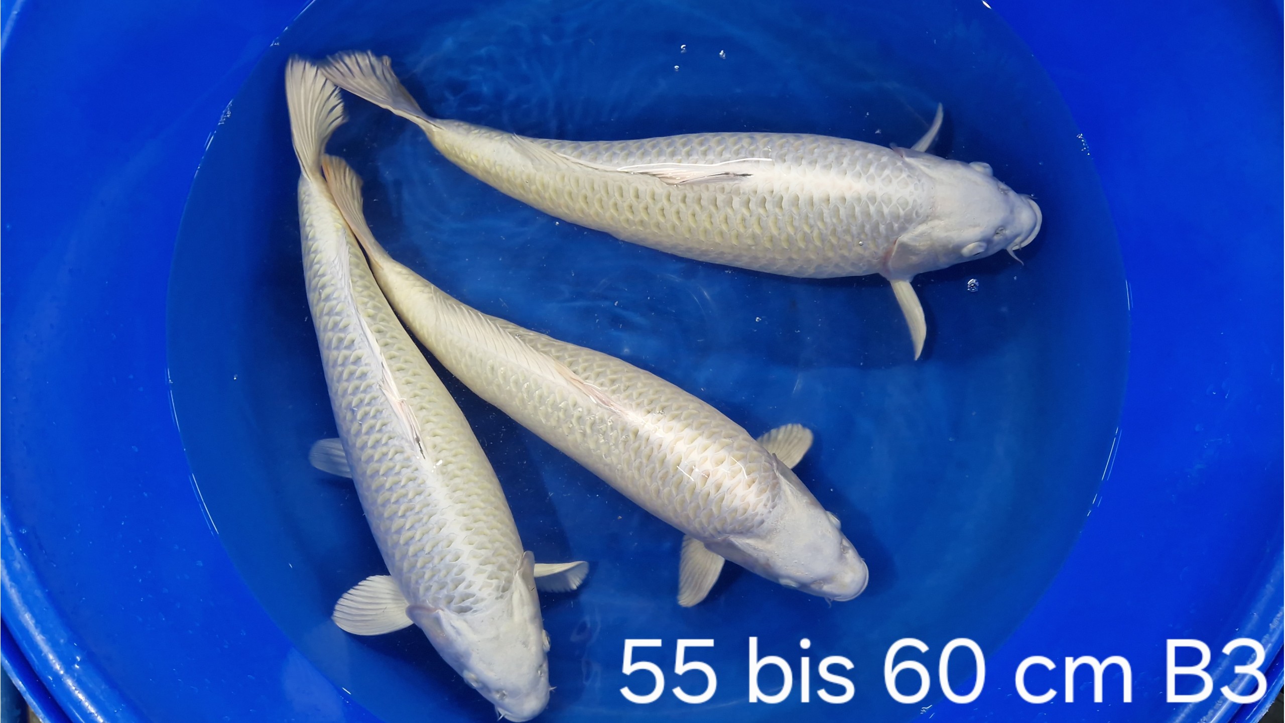 Mukashi und Kin Matzuba Ogon 55 bis 60 cm (unsext)