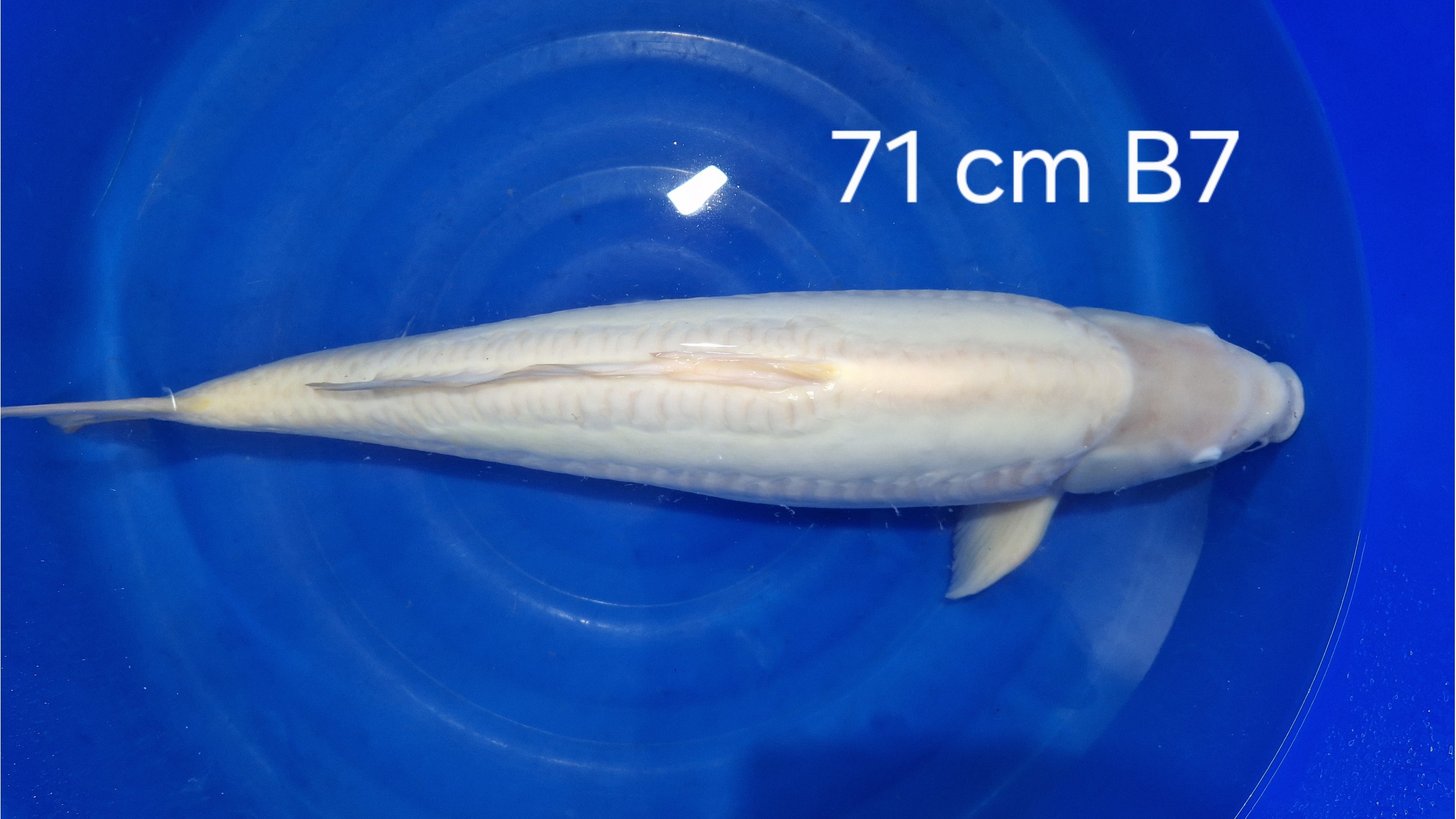 Doitsu Karashi Sansai mit 71 cm (Male)