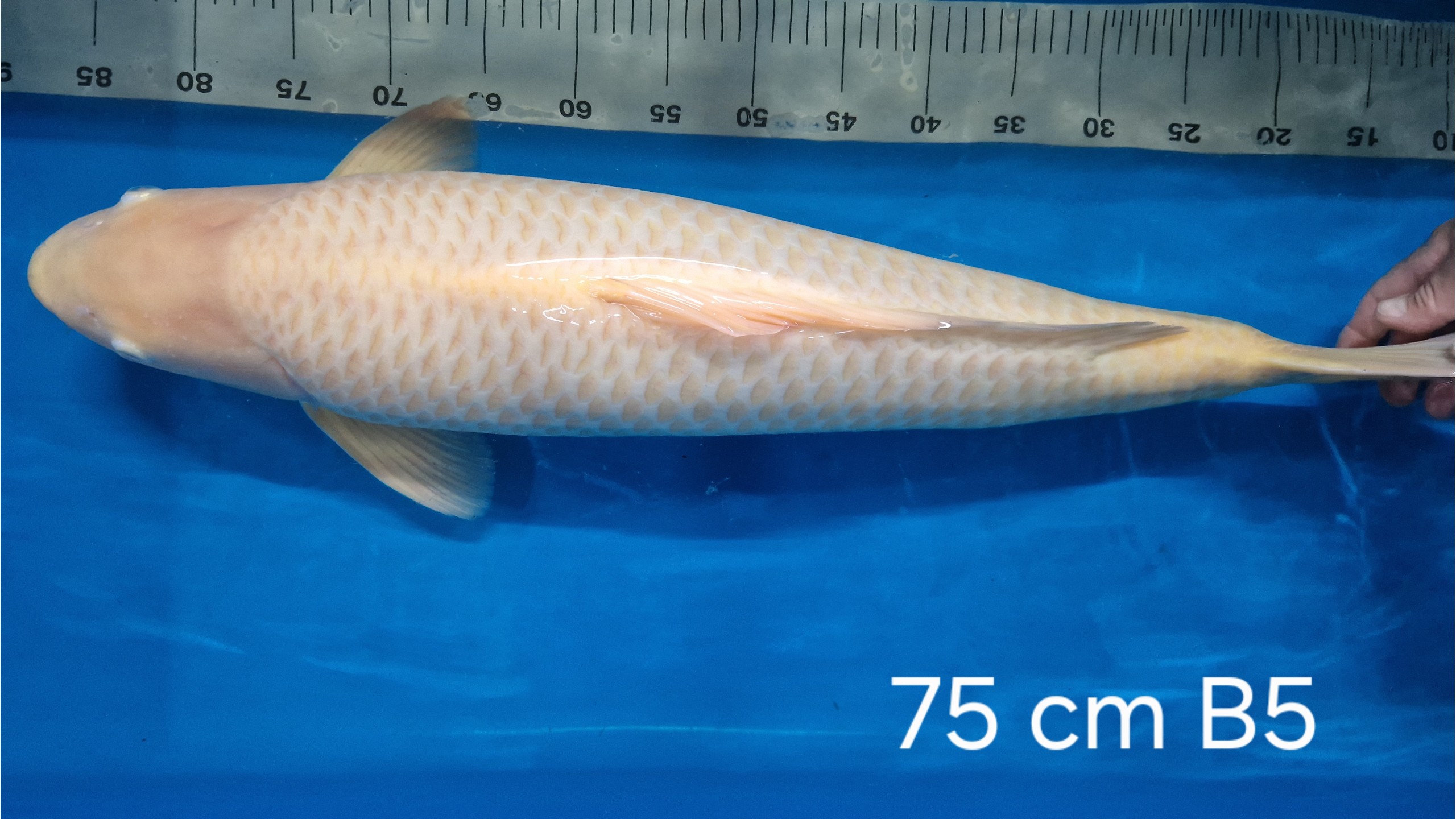 Karashi Sansai mit 75 cm (Male)