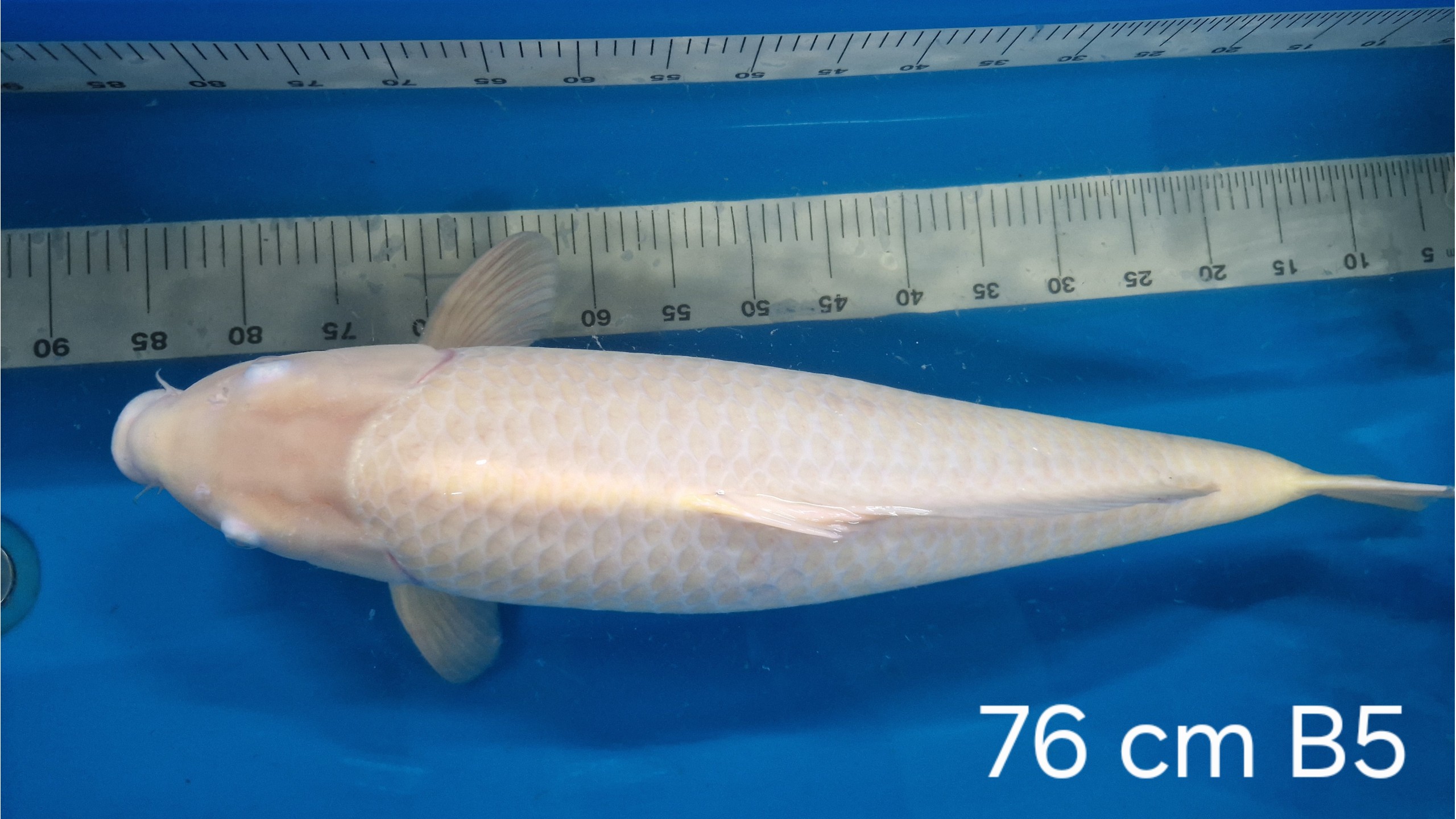Karashi Sansai mit 76 cm (Female)