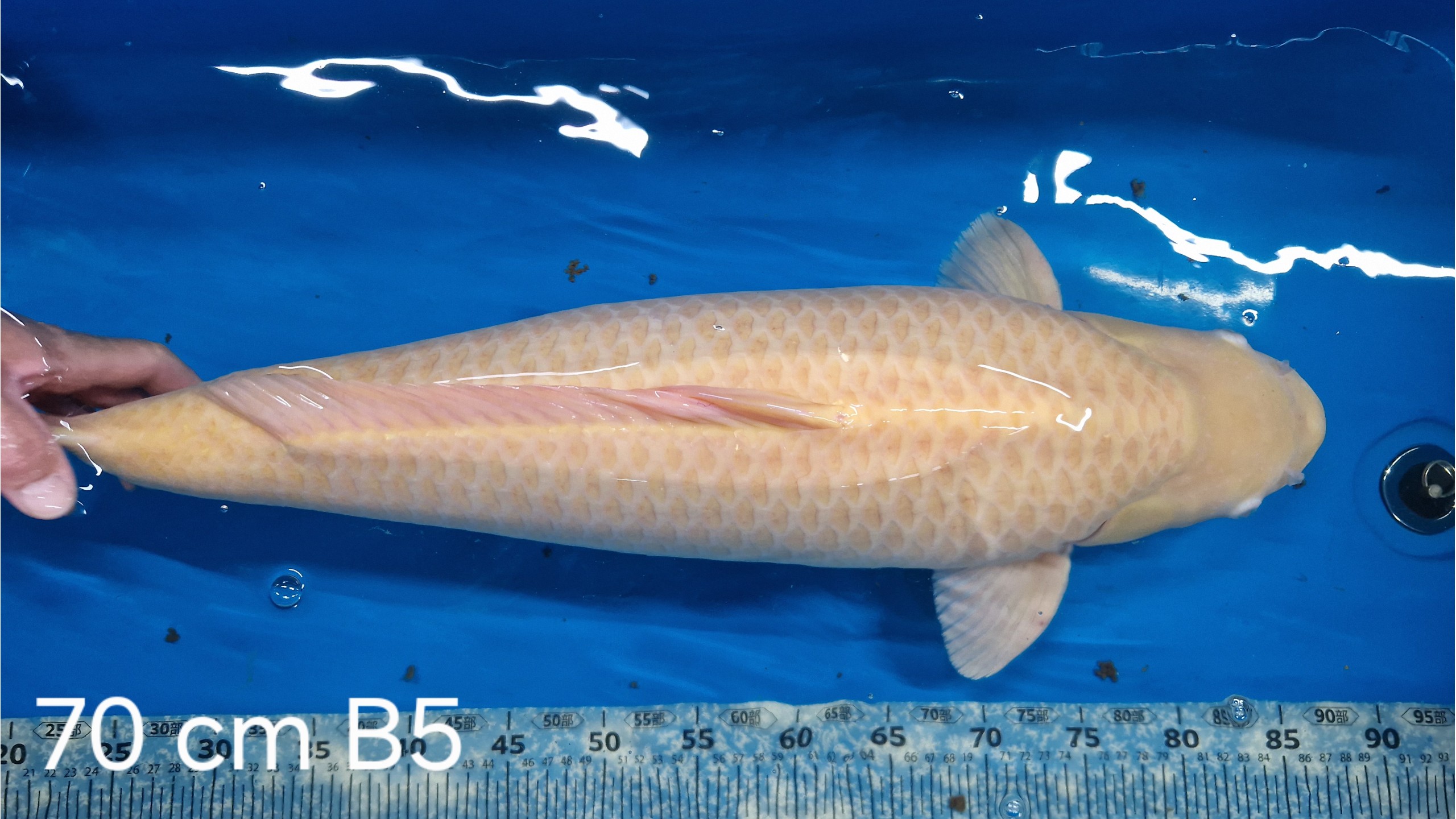 Karashi Sansai mit 70 cm (Male)