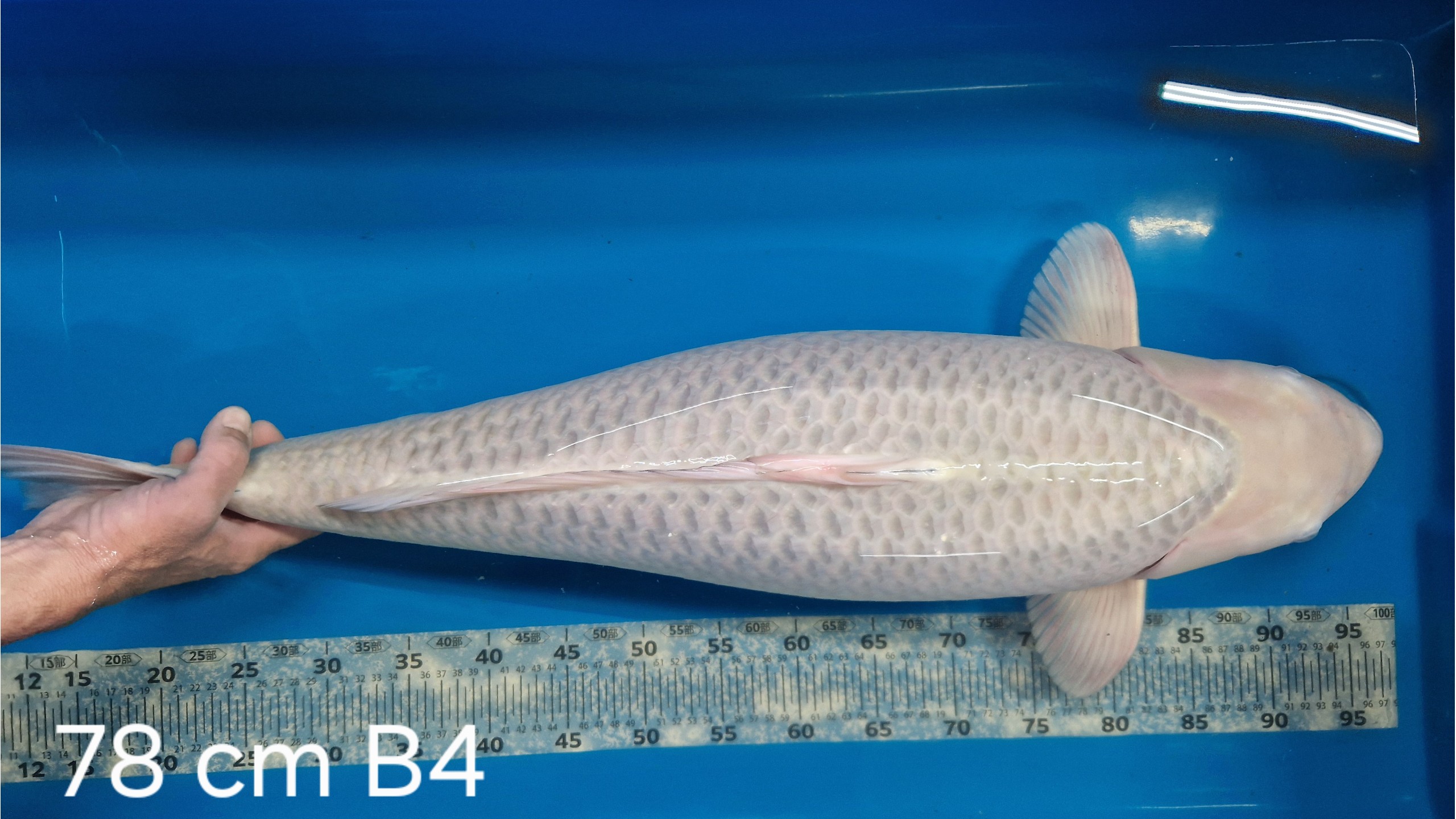 Chagoi Yonsai mit 78 cm (Female)