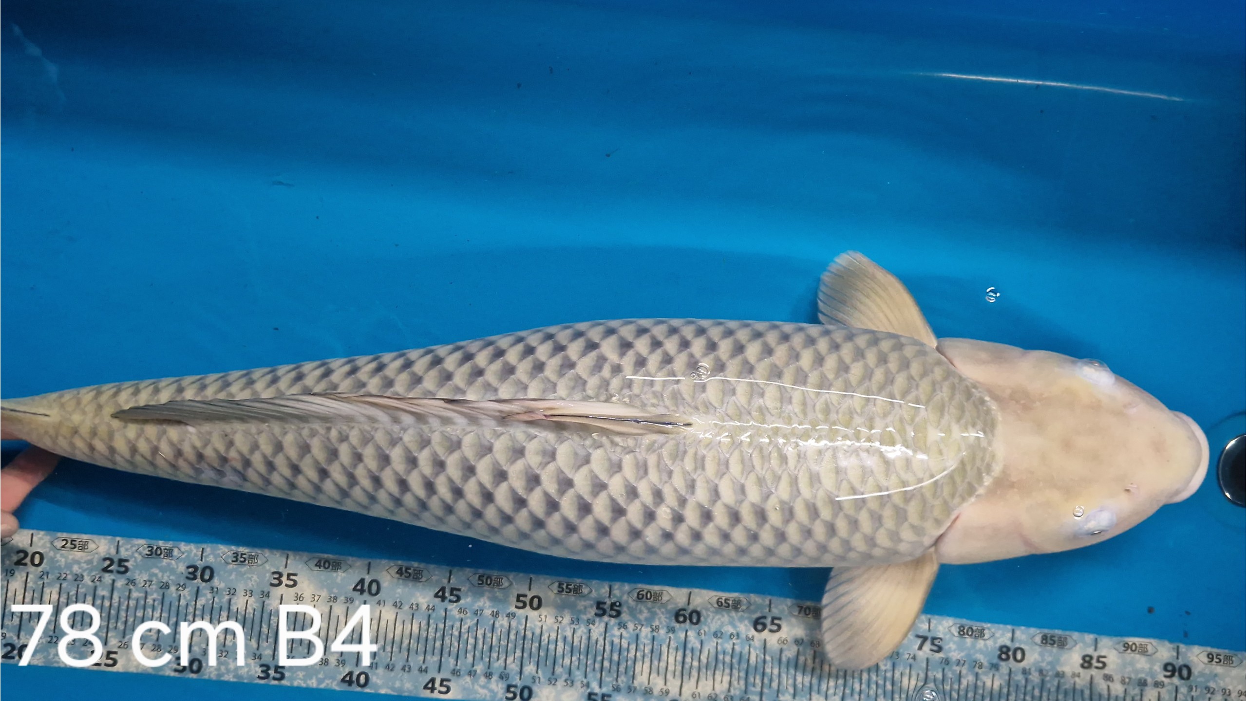 Chagoi Sansai mit 78 cm (Female)