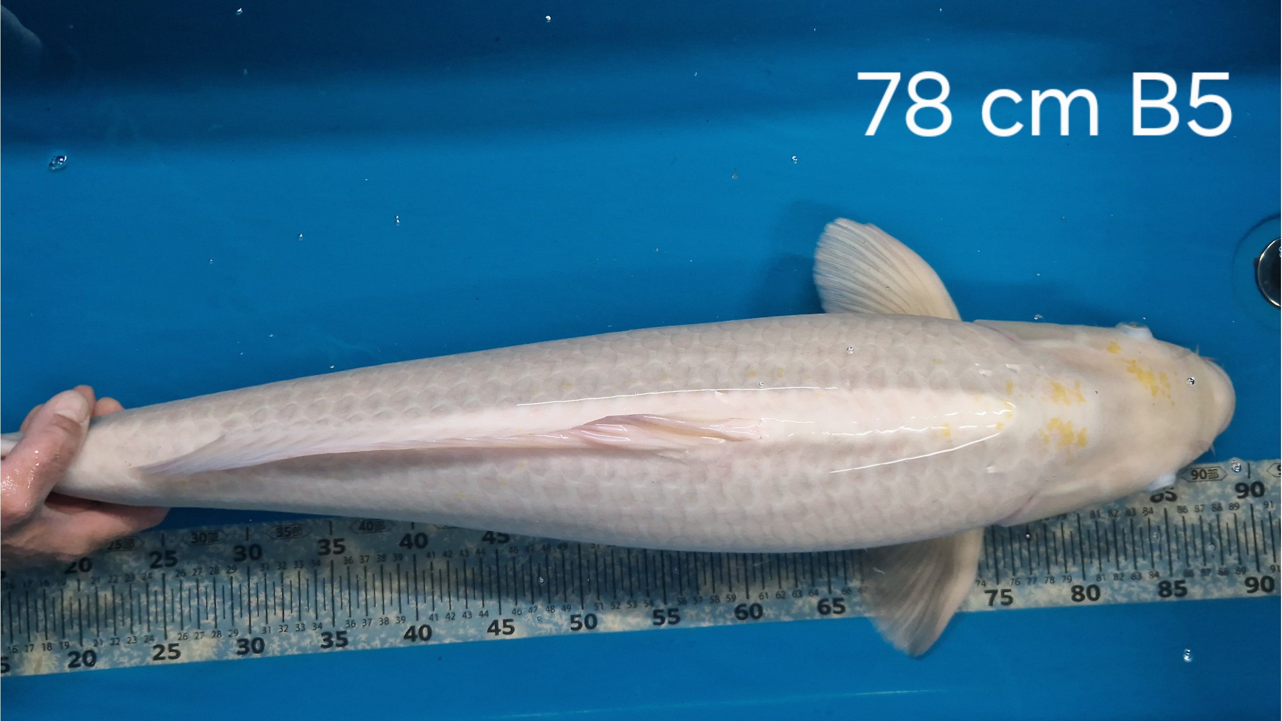 Nanashi Sansai mit 78 (Male)