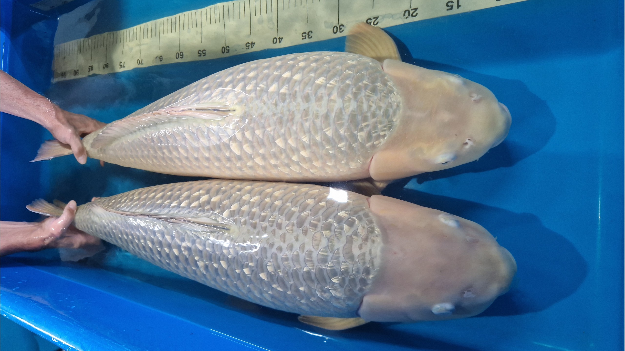 Ginrin Chagoi Sansai zwischen 76 und 82 cm (Female)