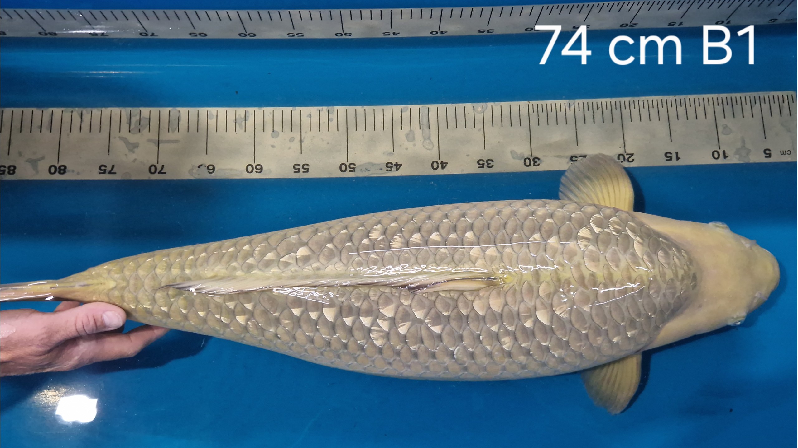 Ginrin Chagoi Sansai mit 74 cm (Female)