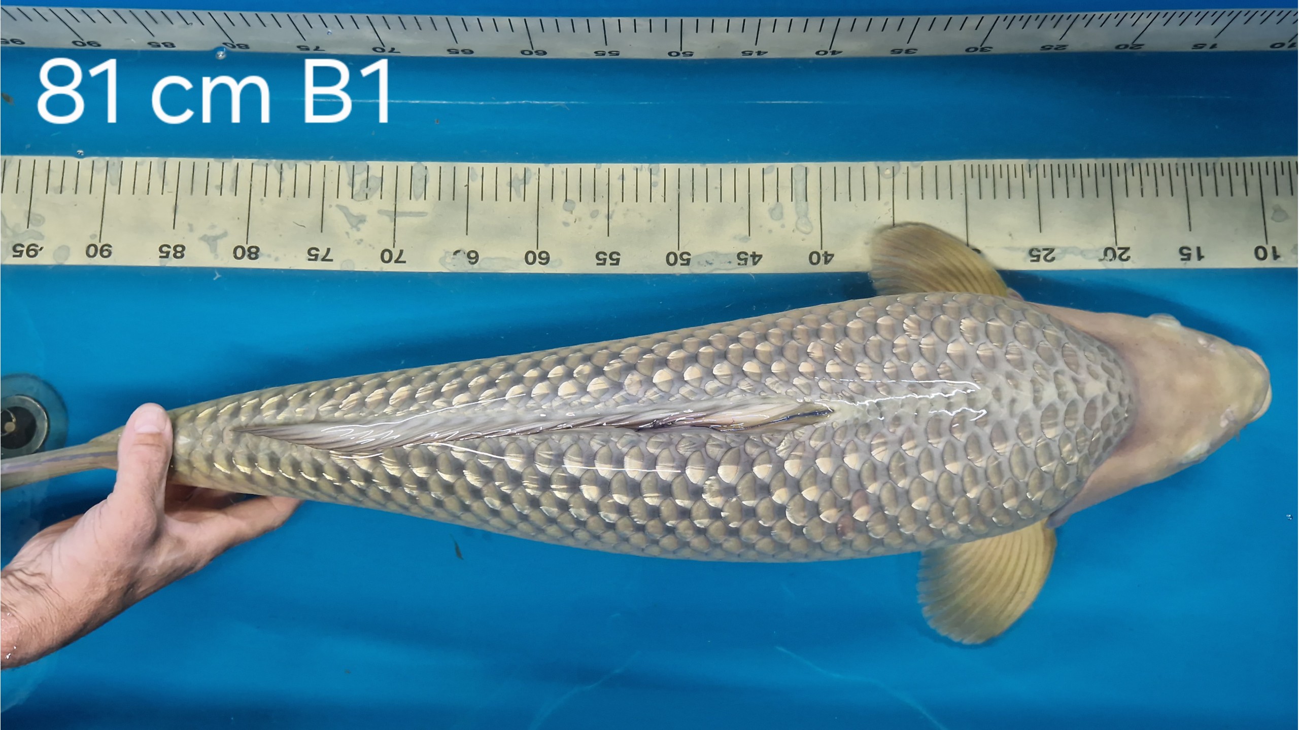 Ginrin Chagoi Sansai mit 81 cm (Female)