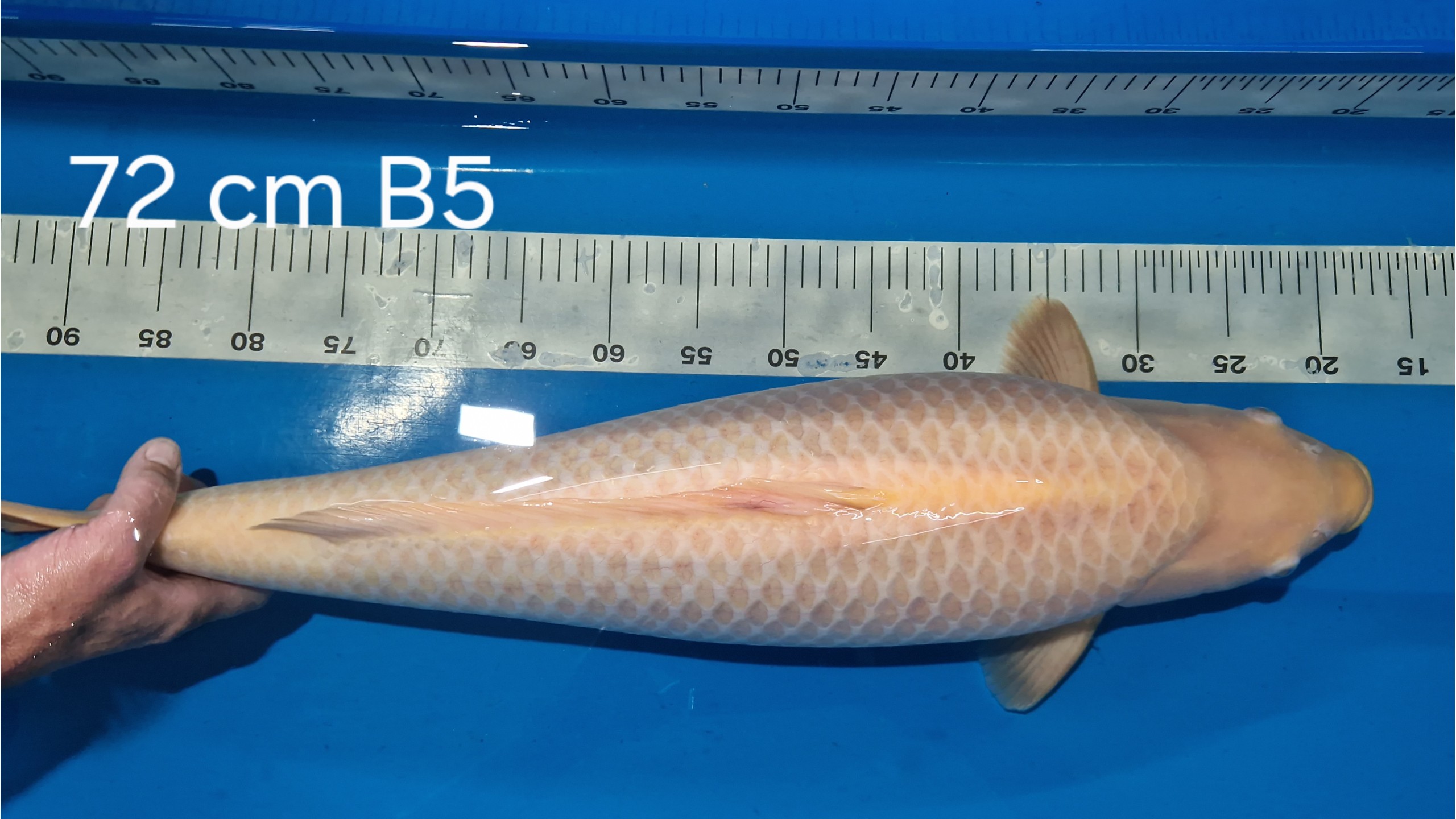 Karashi Sansai mit 72cm (Female)