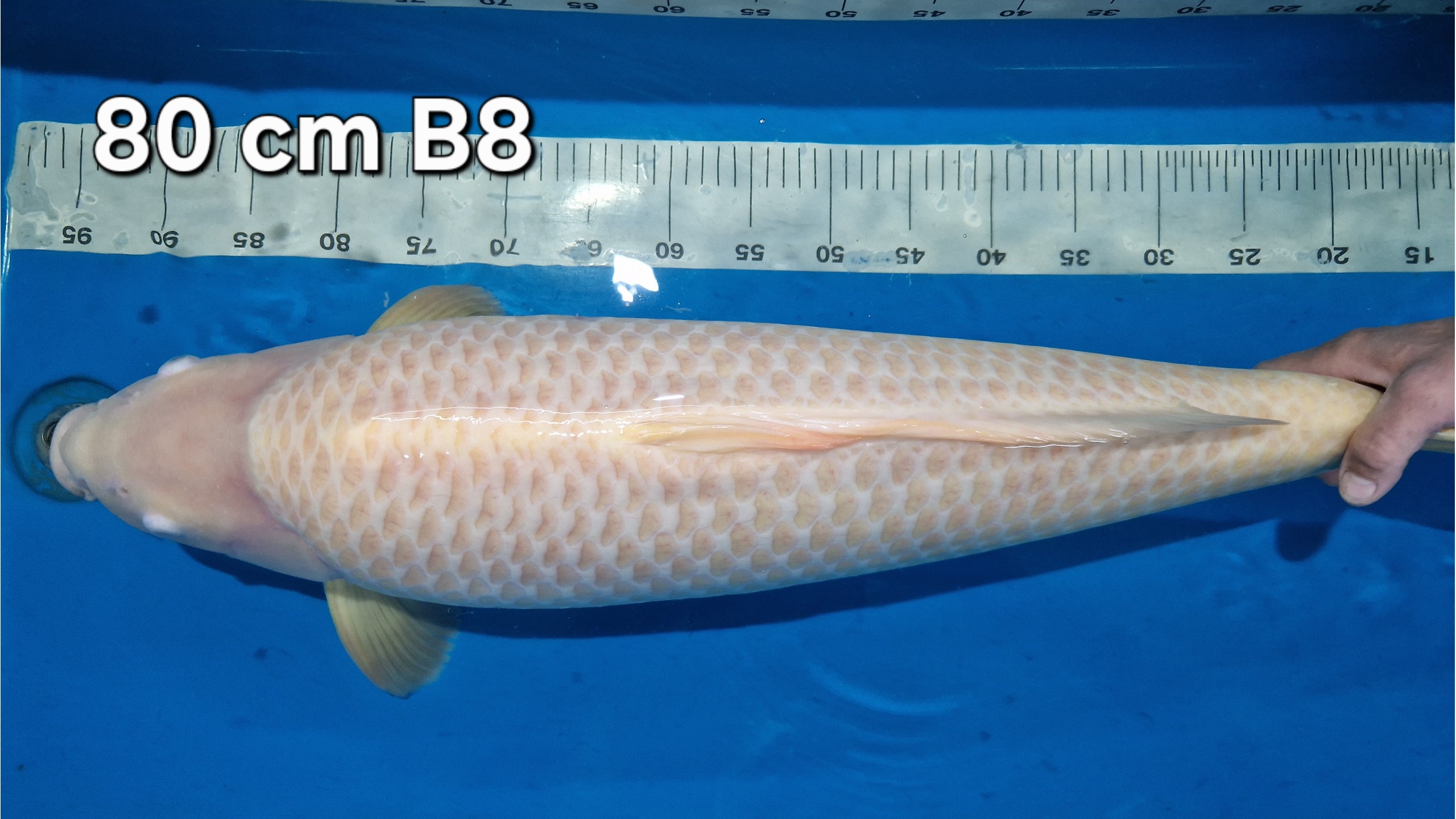 Karashi Sansai mit 80 cm (Female)