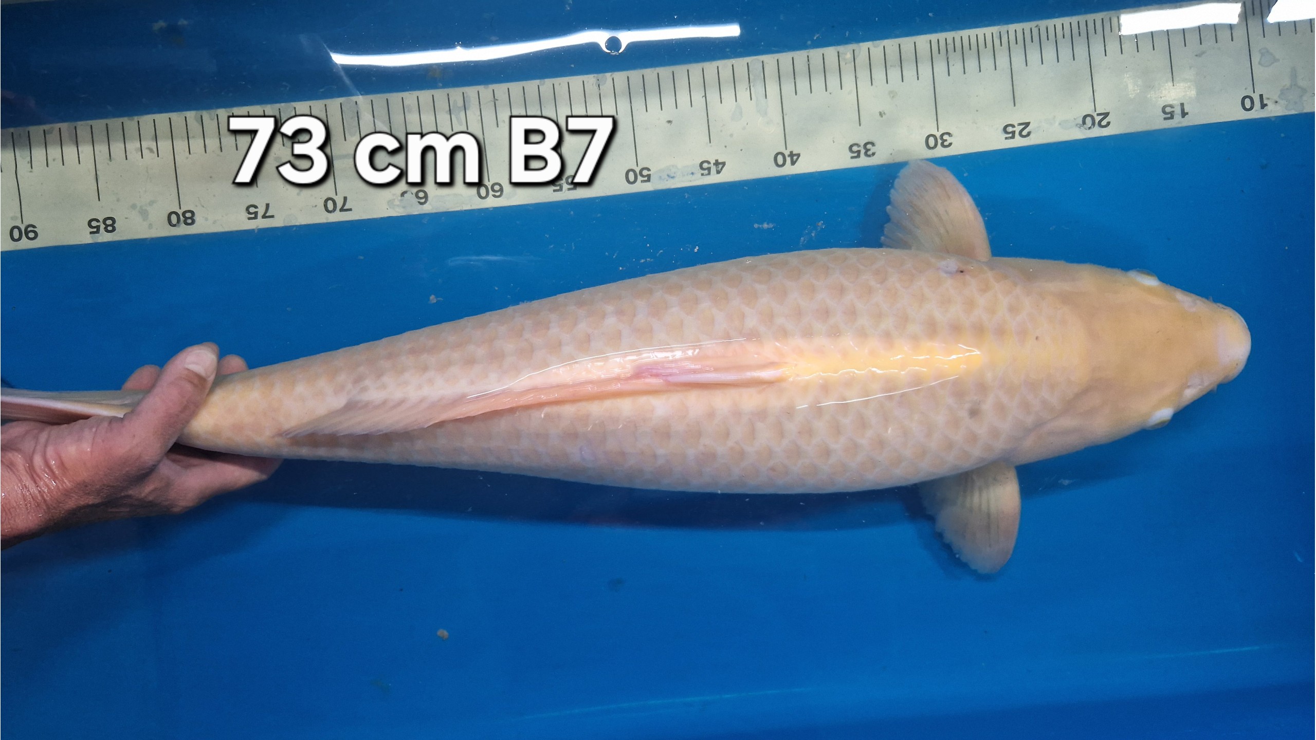** Sonderangebot ** Wasabigoi mit 73 cm (Female)