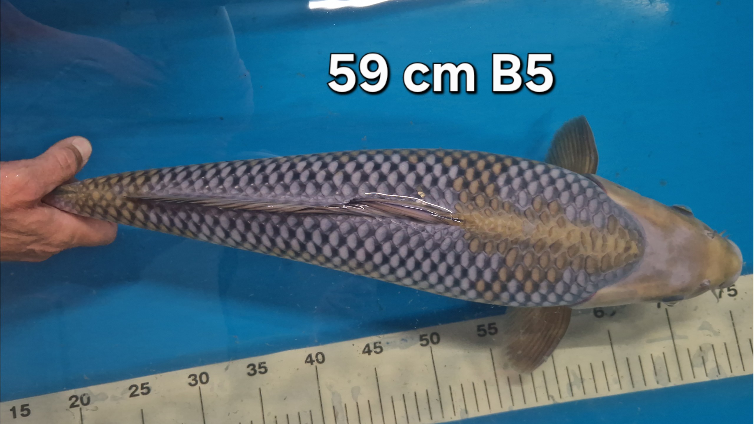 Ochiiba Nisai mit 59 cm (Male)