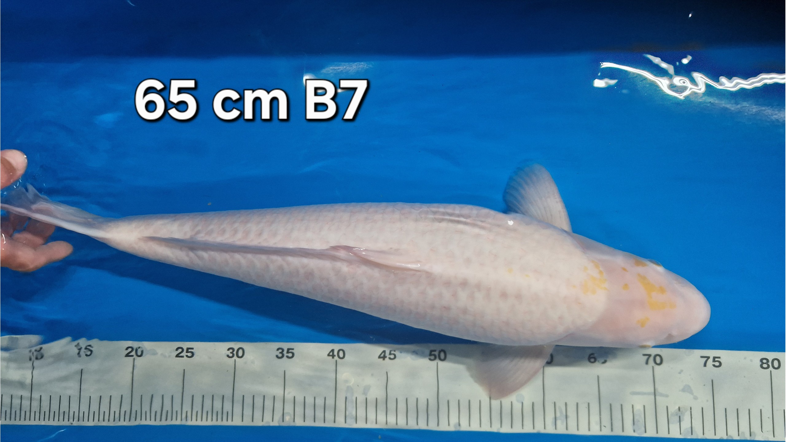 ** Sonderangebot ** Nanashi Male mit 65 cm (Female)