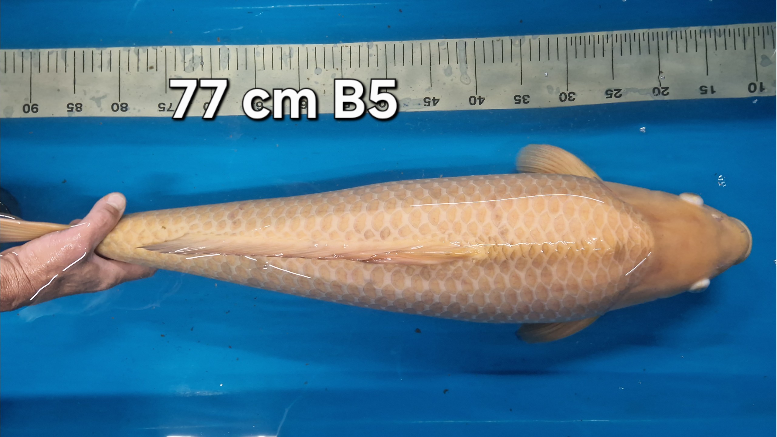 ** Sonderangebot ** Chocolate Chagoi Sansai mit 77 cm (Female)