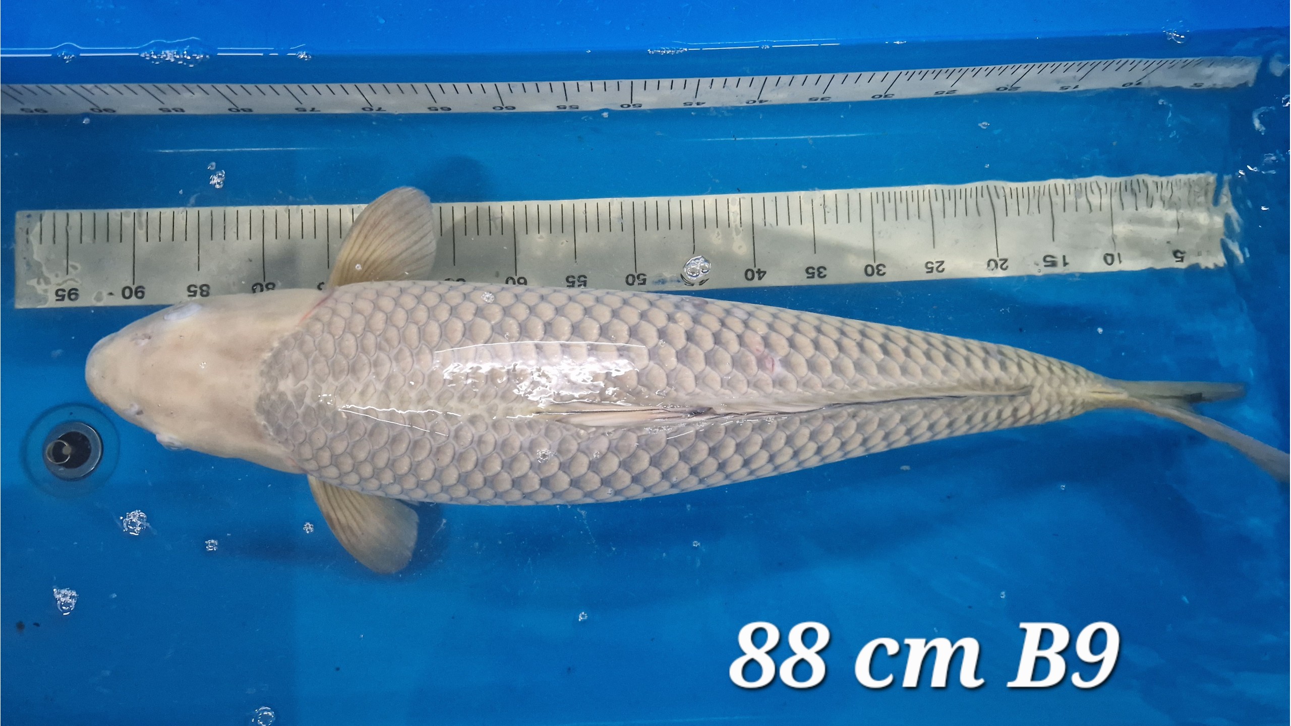 Chagoi Yonsai zwischen 80 und 88 cm Female (Musterbild)