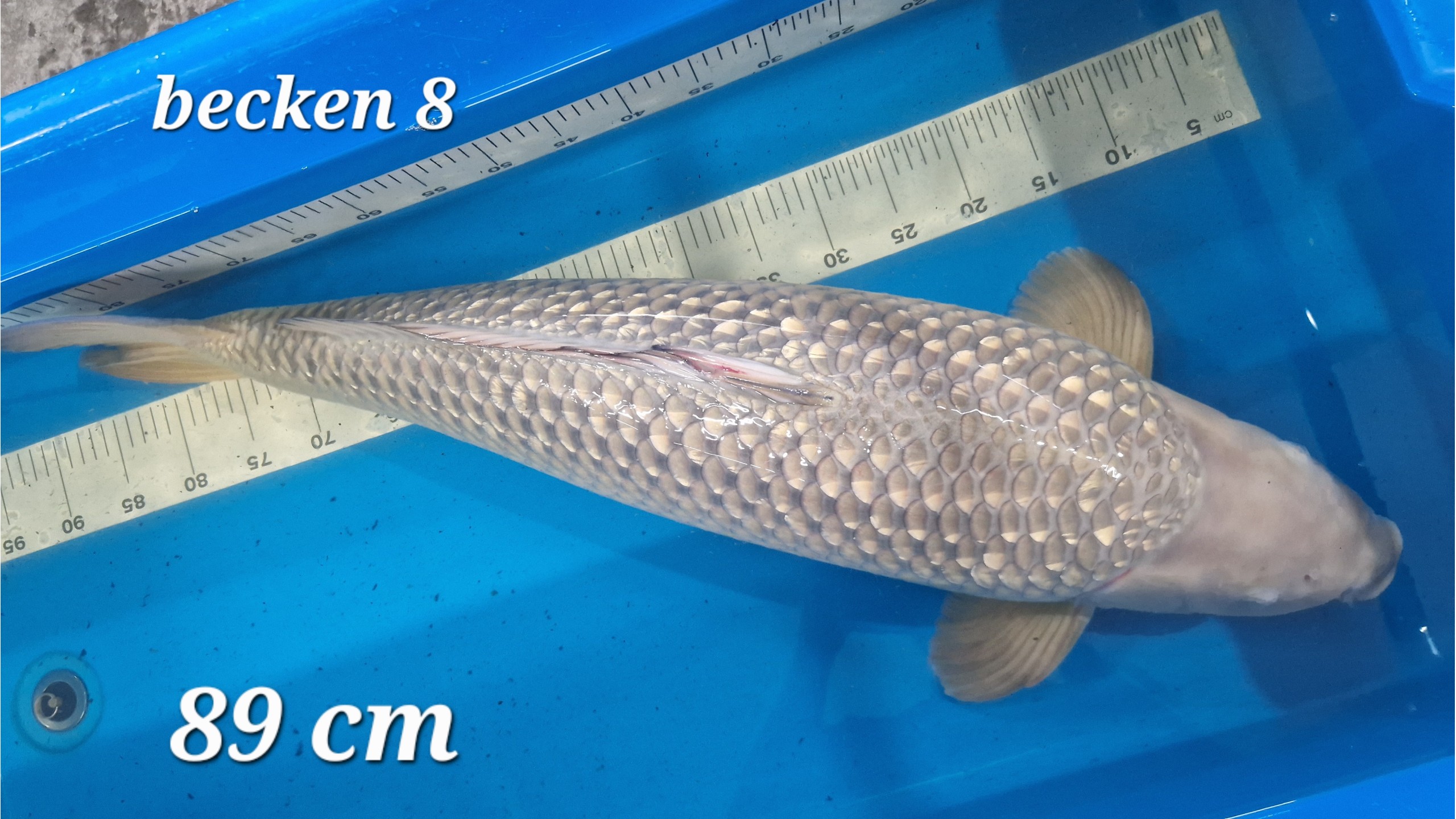 Ginrin Chagoi Yonsai mit 89 cm 