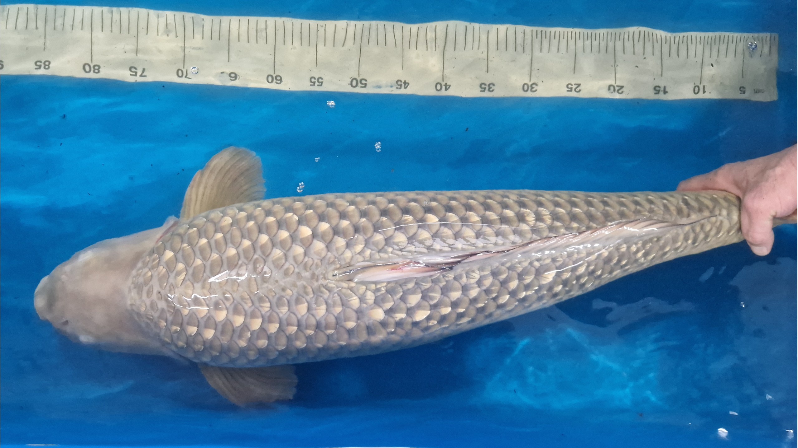 Ginrin Chagoi Yonsai mit 89 cm 