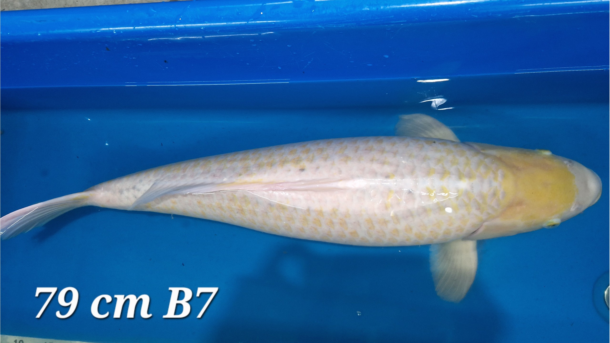 Asagi Nanashi Male Yonsai mit 79 cm (Male)