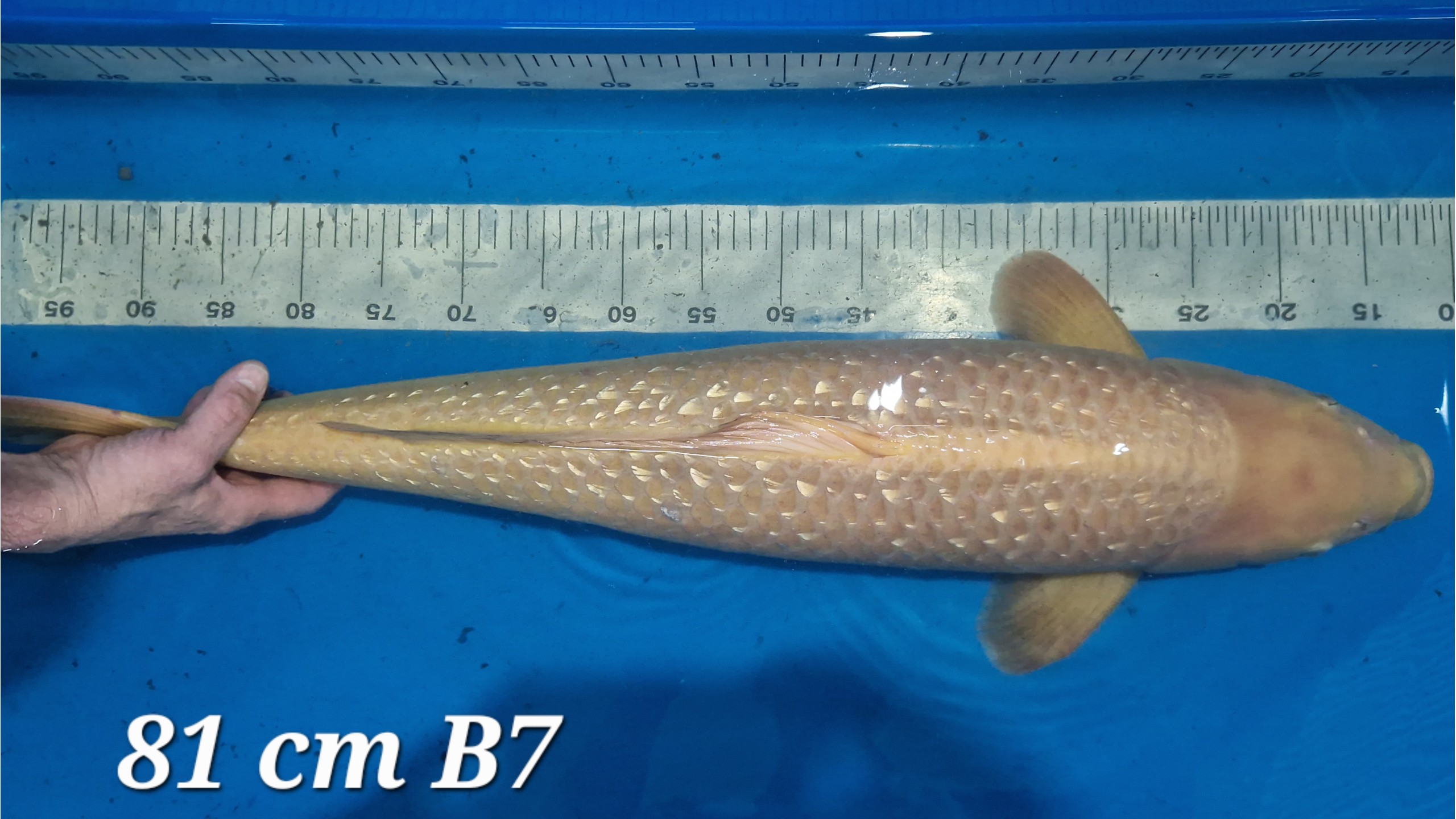 Ginrin Karashi Chagoi Yonsai mit 81 cm (Female)