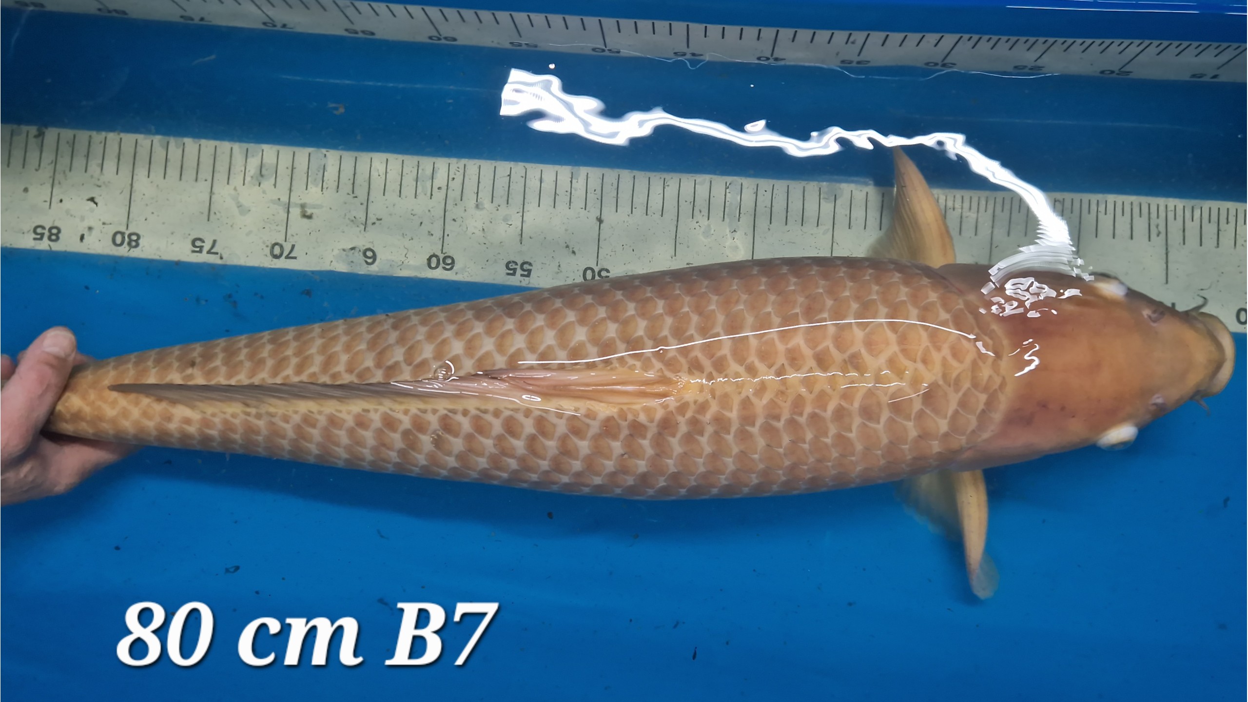 Chocolate Chagoi Yonsai mit 80 cm (unsext)