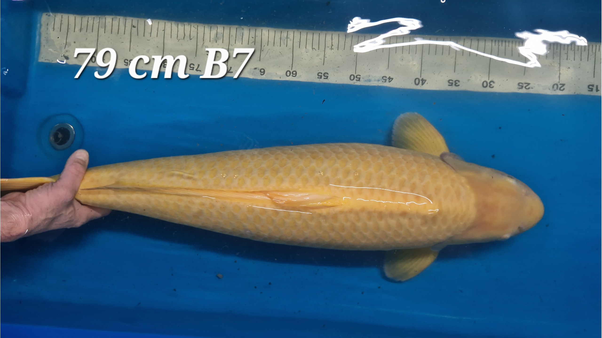 Karashi Yonsai mit 79 cm (Male)