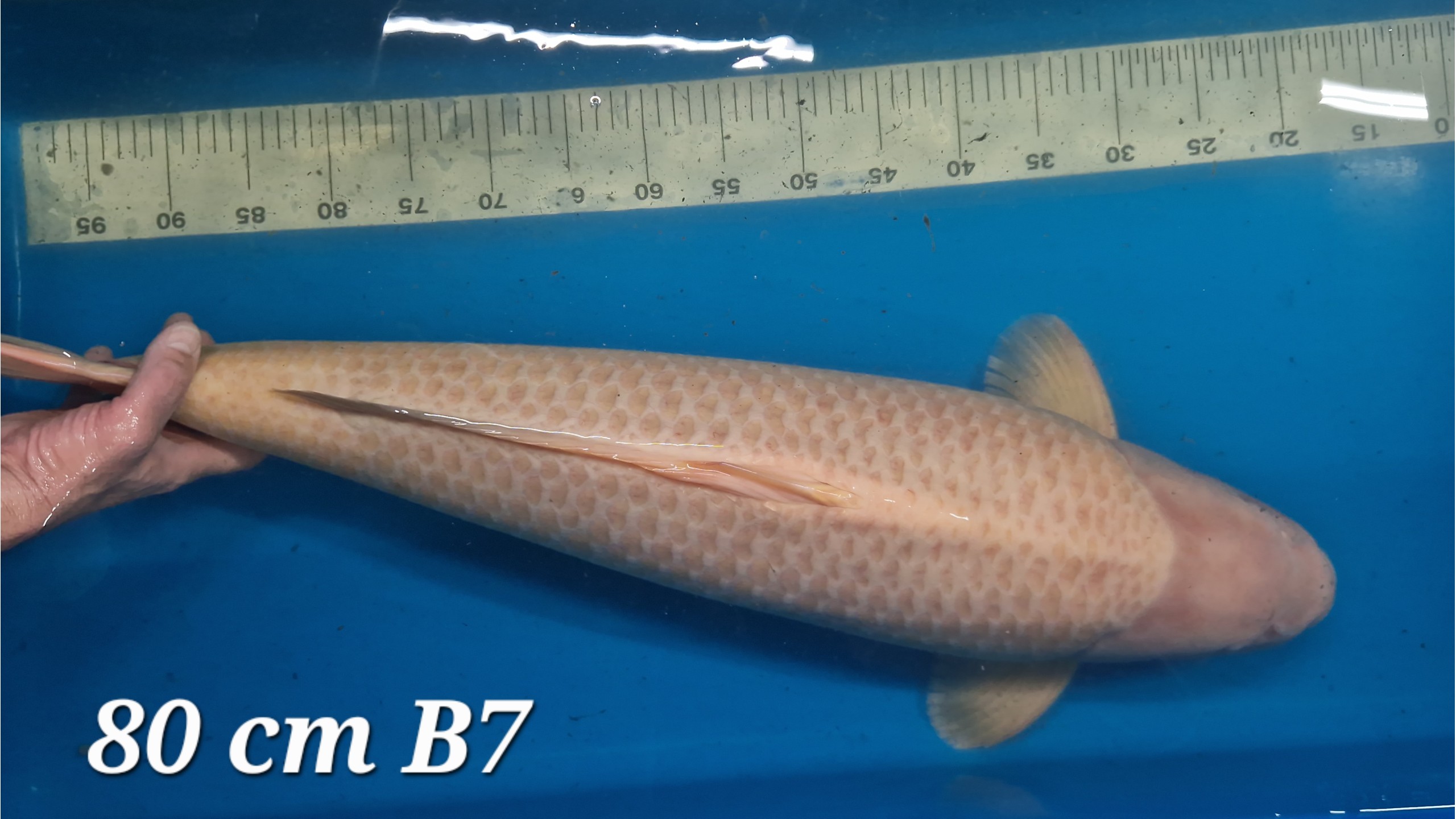 Karashi Yonsai mit 80 cm