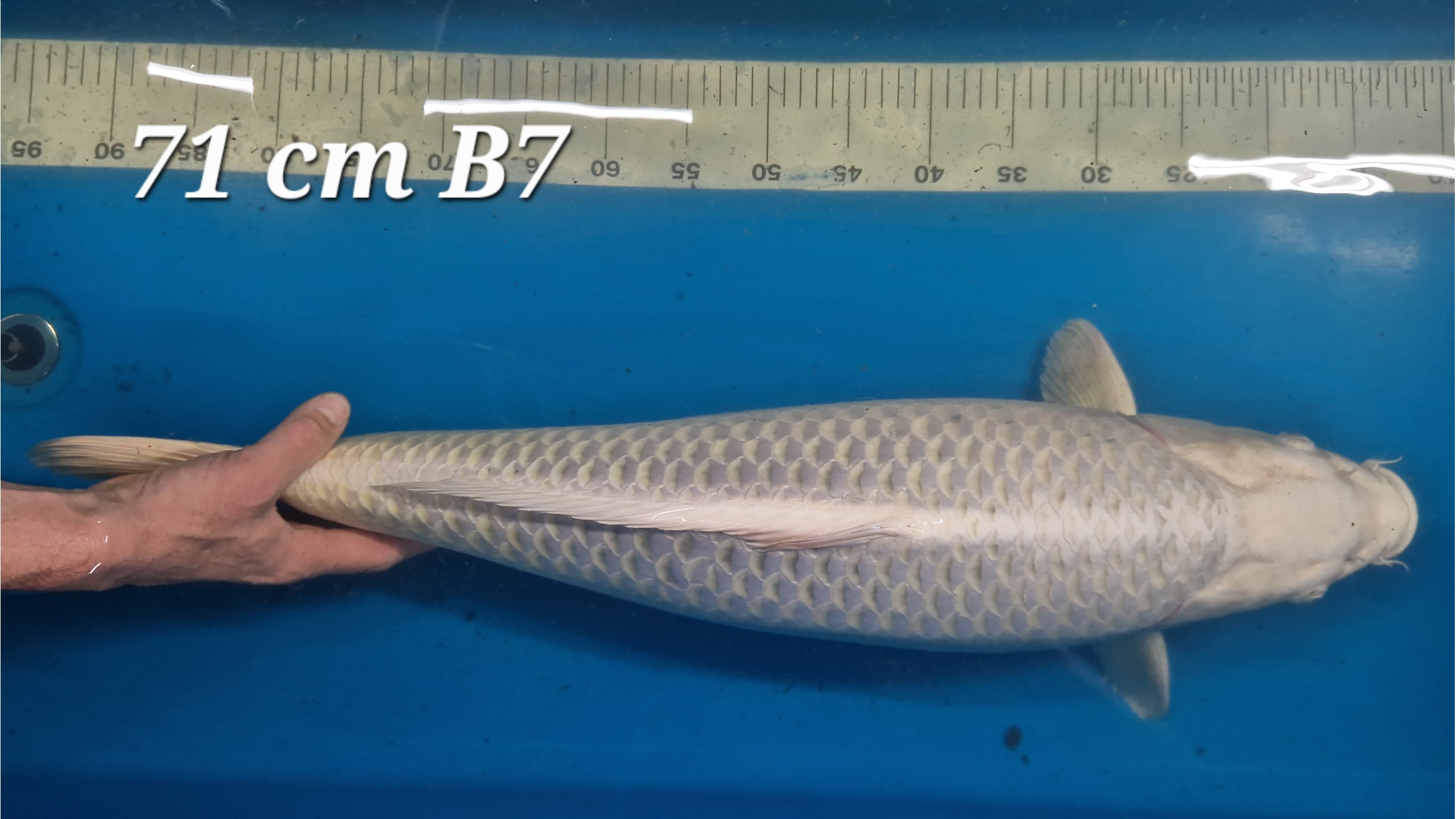 Mukashi Ogon Sansai mit 71 cm (weiblich)