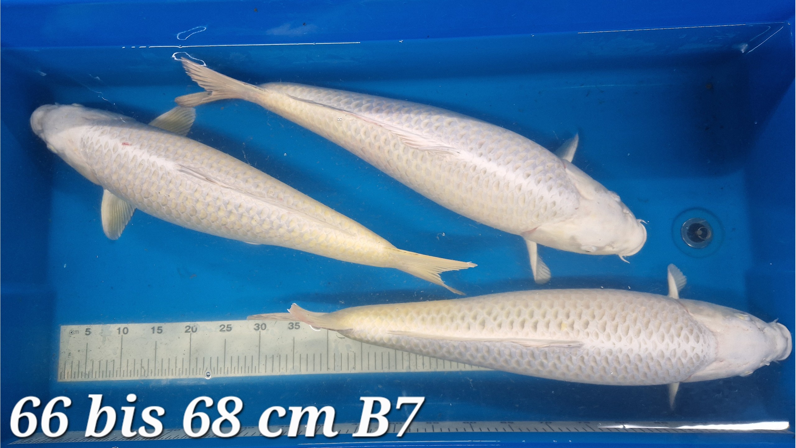 Mukashi und Kin Matzuba Ogon Sansai 66 bis 68 cm (unsext)