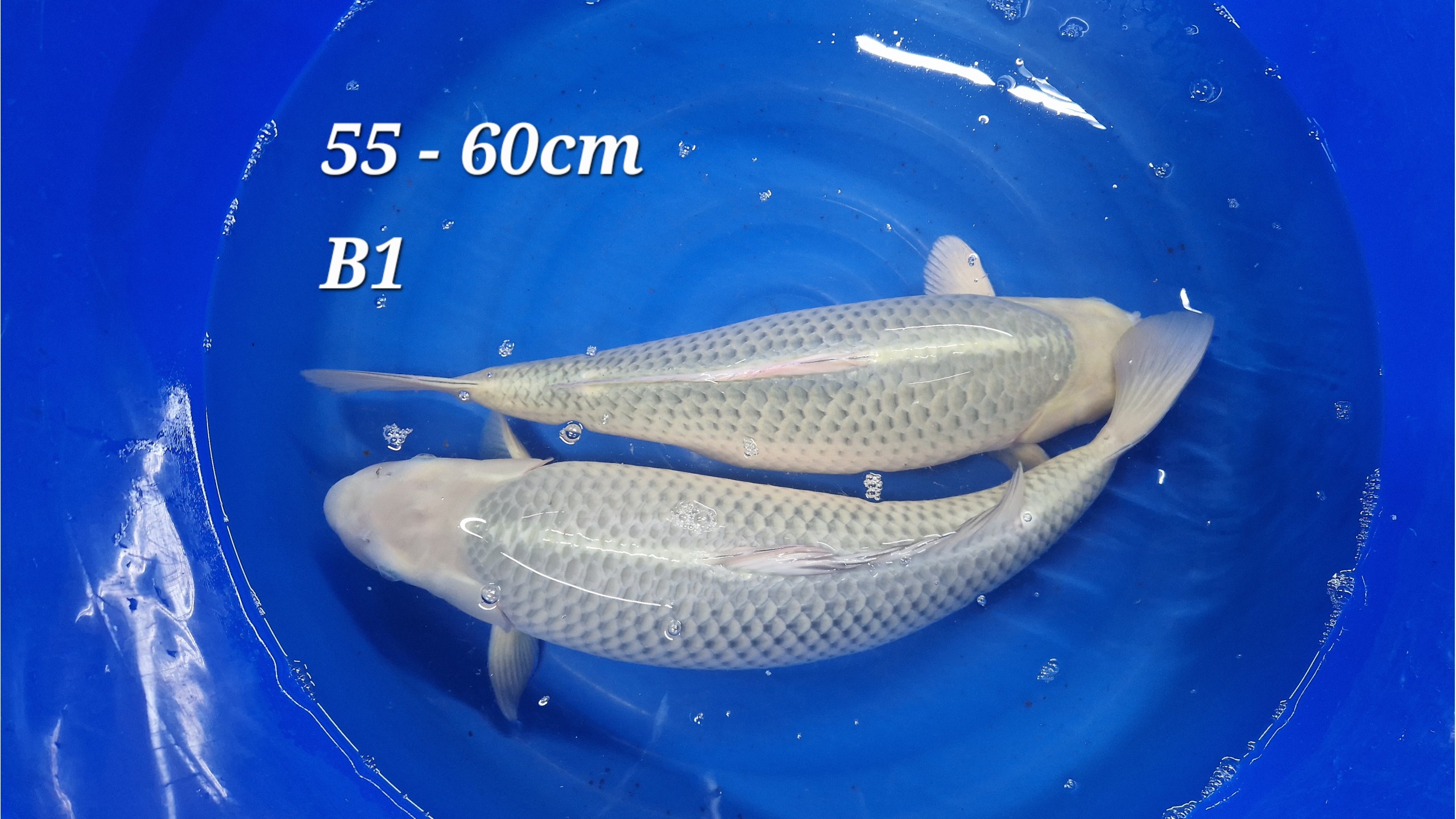 Chagoi Nisai mit 55 bis 60 cm ungesext (Musterbild)