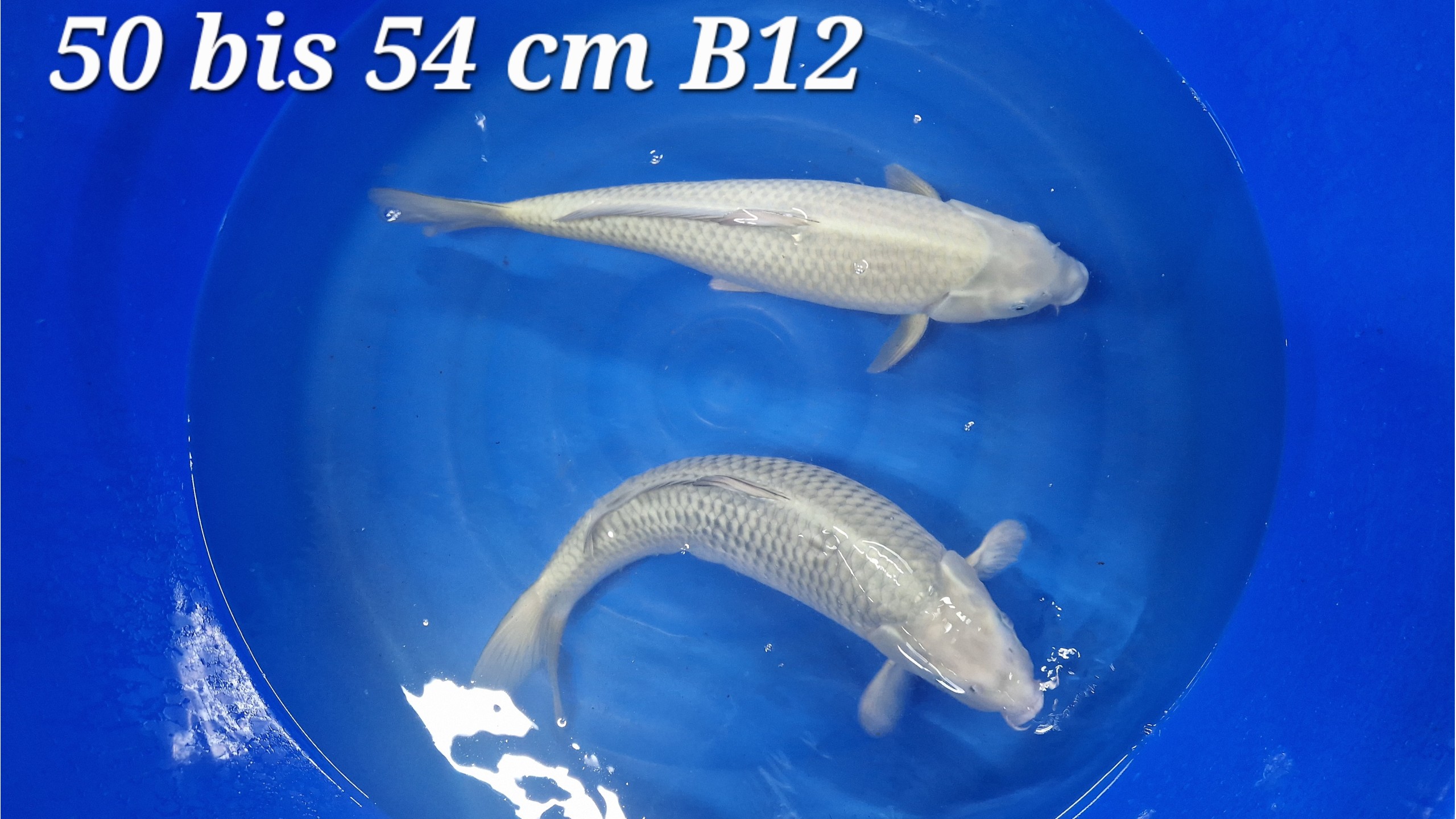 Chagoi Nisai mit 50 bis 55 cm ungesext (Musterbild)