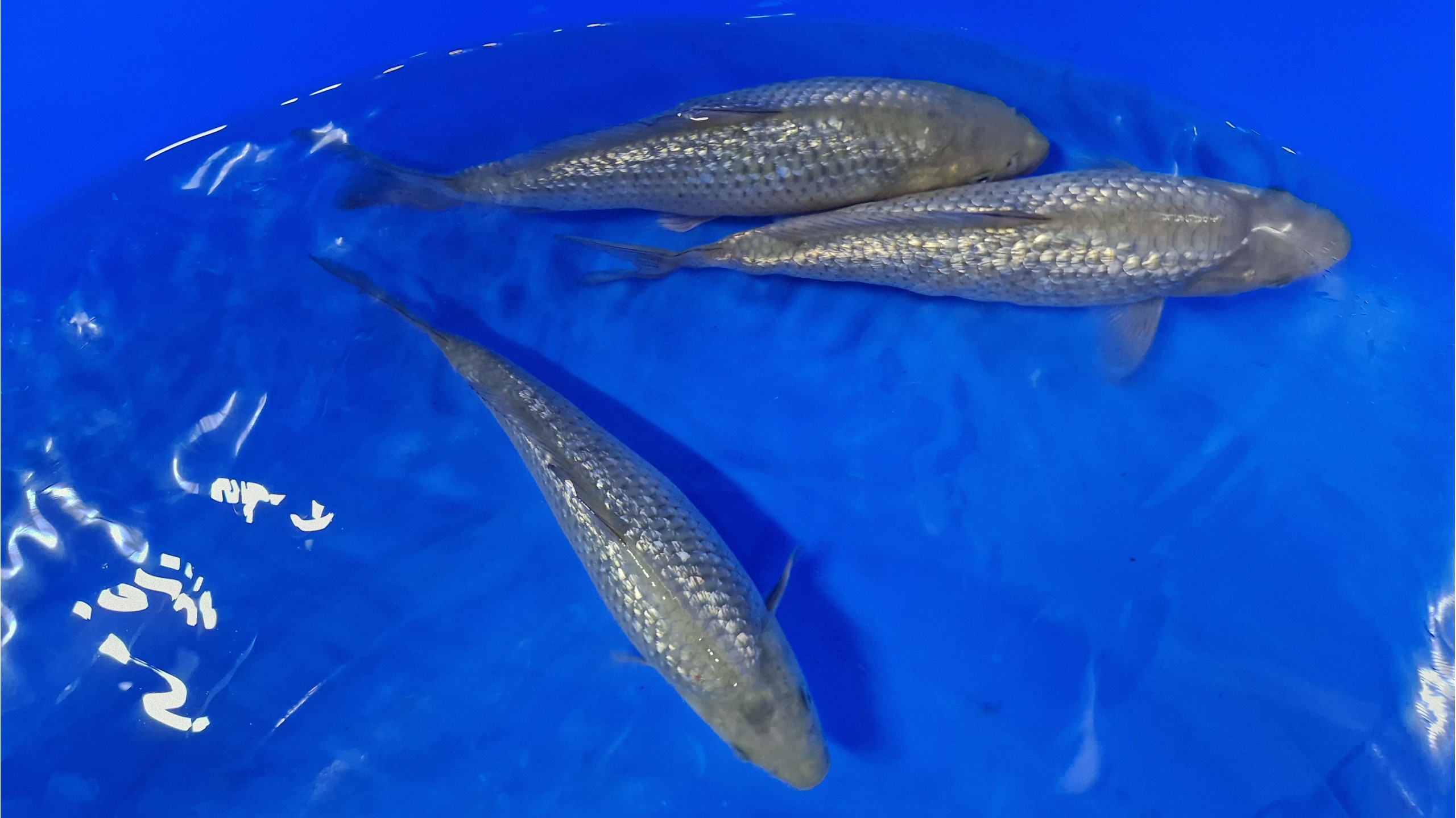 Ginrin Chagoi Tosai mit 20 bis 25 cm unsext (Musterbild)