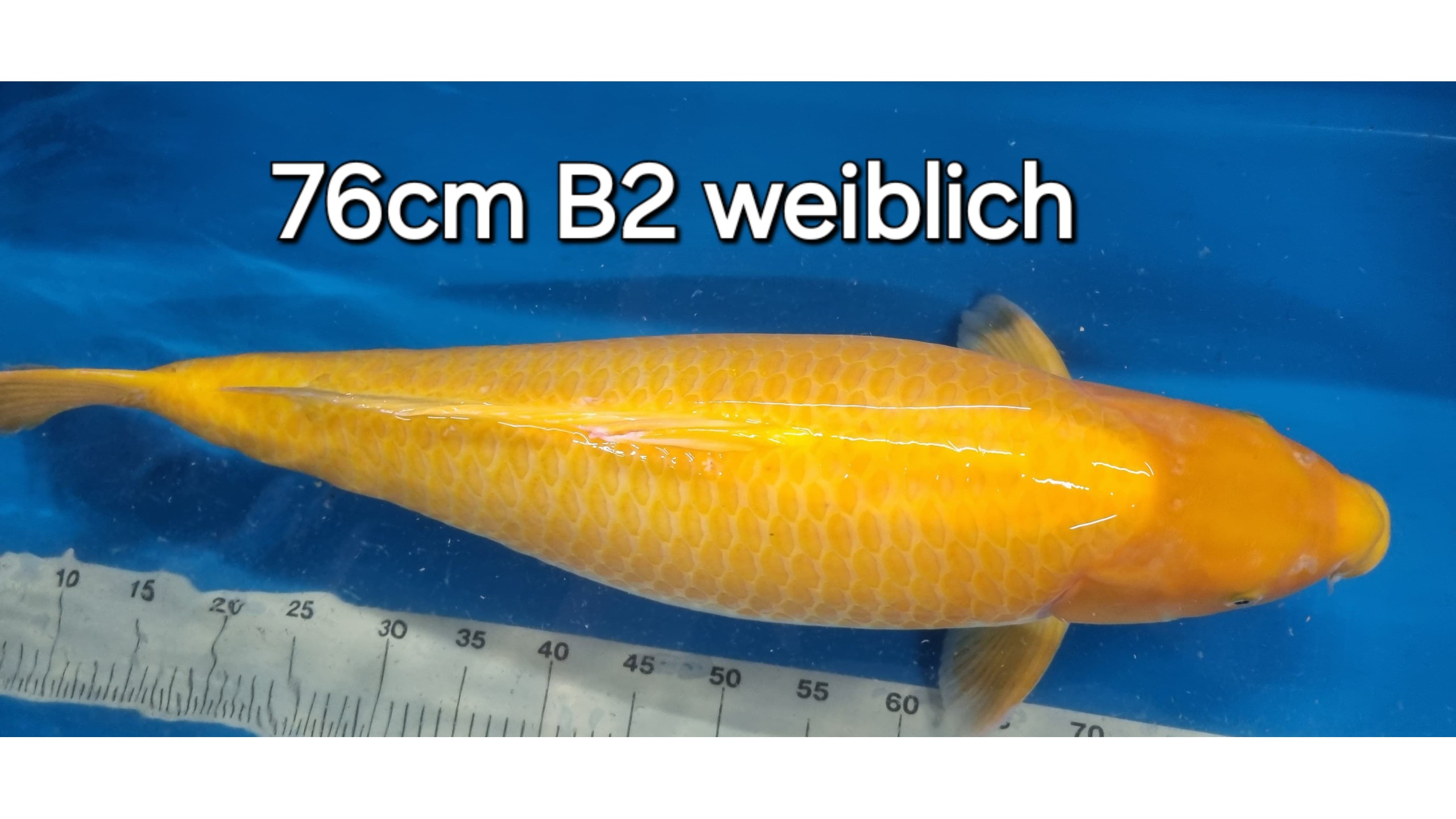 Orenji Karashi Sansai mit 76 cm (Female)