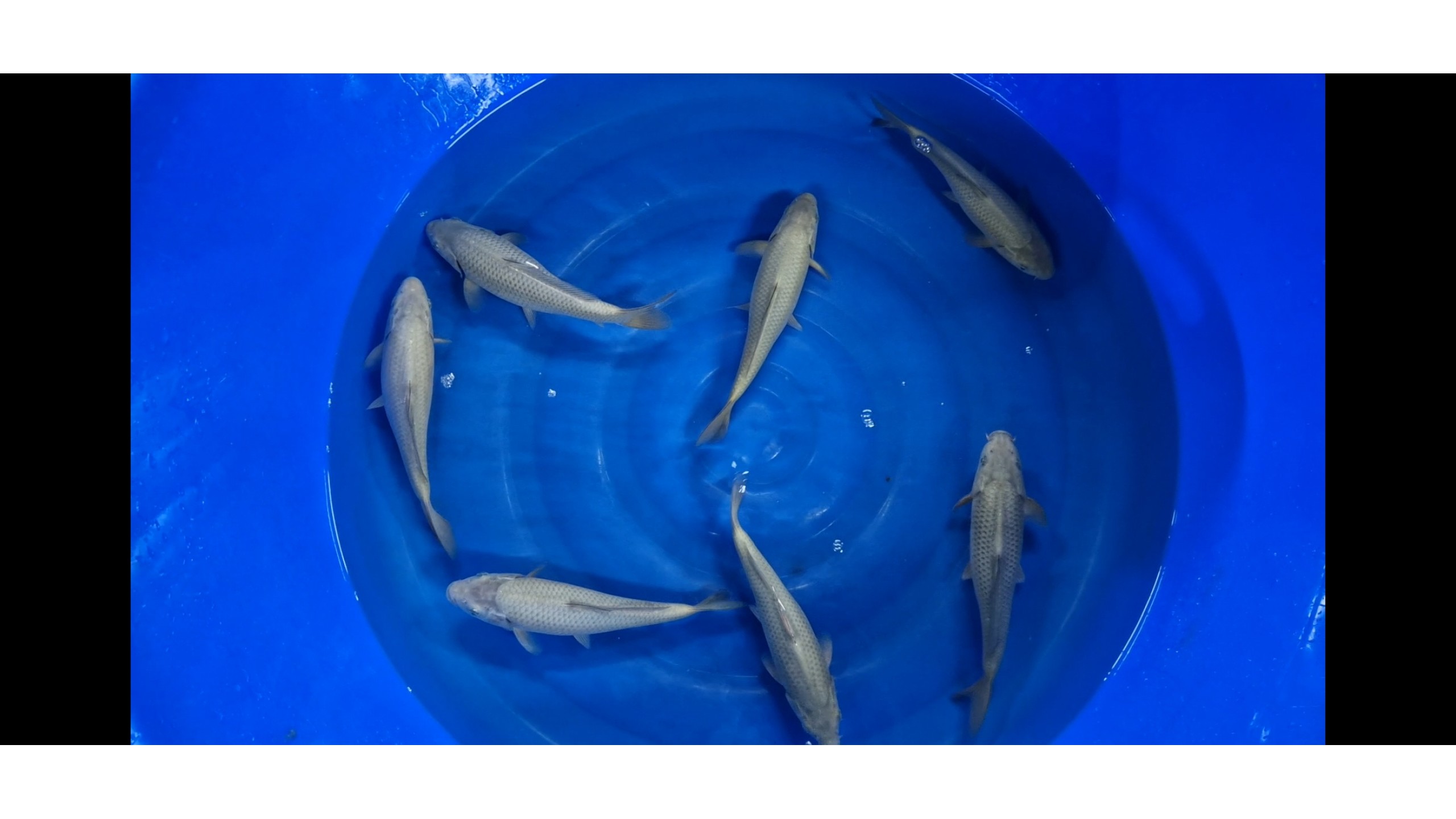 Chagoi Tosai mit 20 bis 25 cm (unsext)