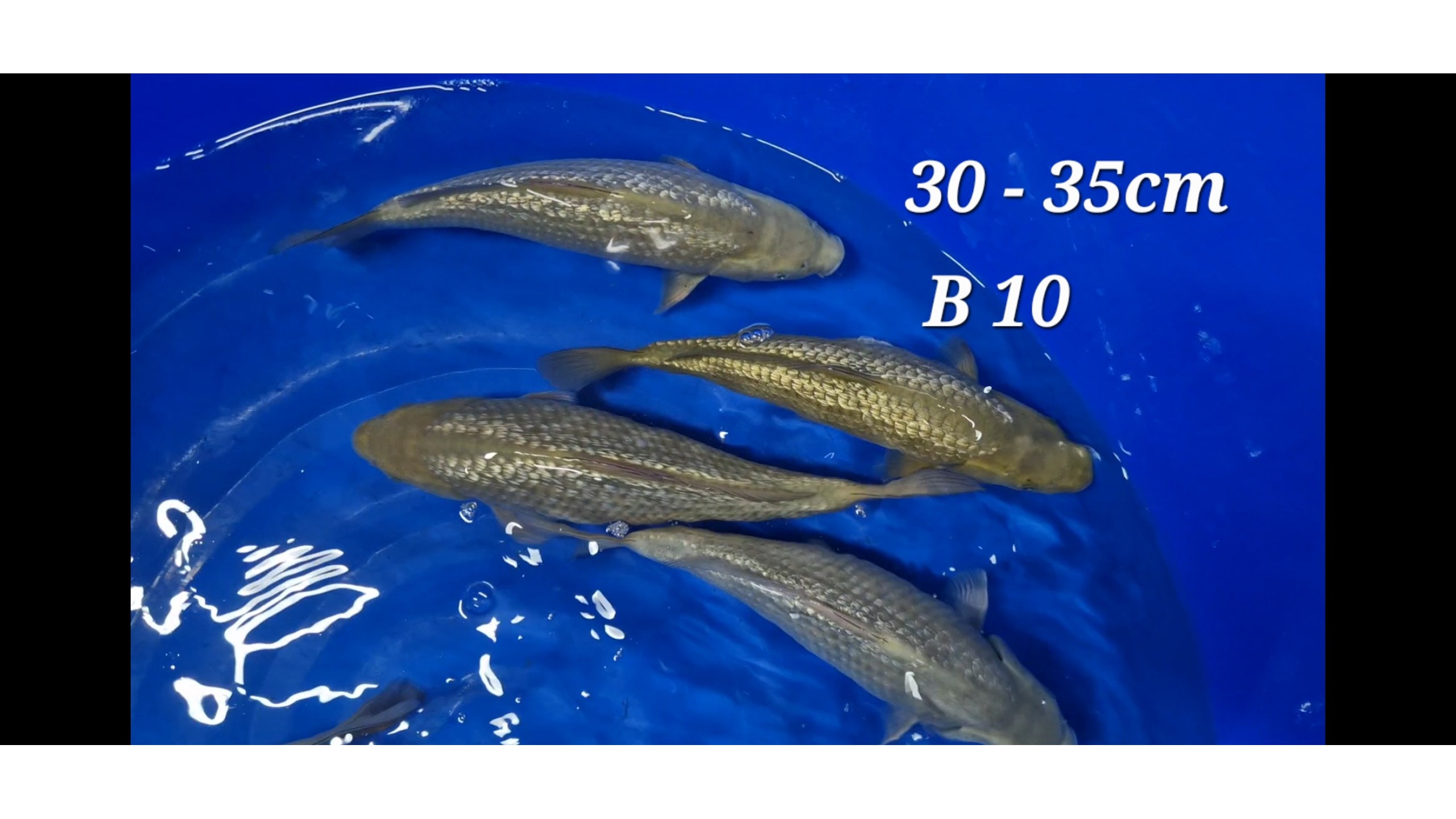 Ginrin Chagoi Tosai mit 30 bis 35 cm unsext 