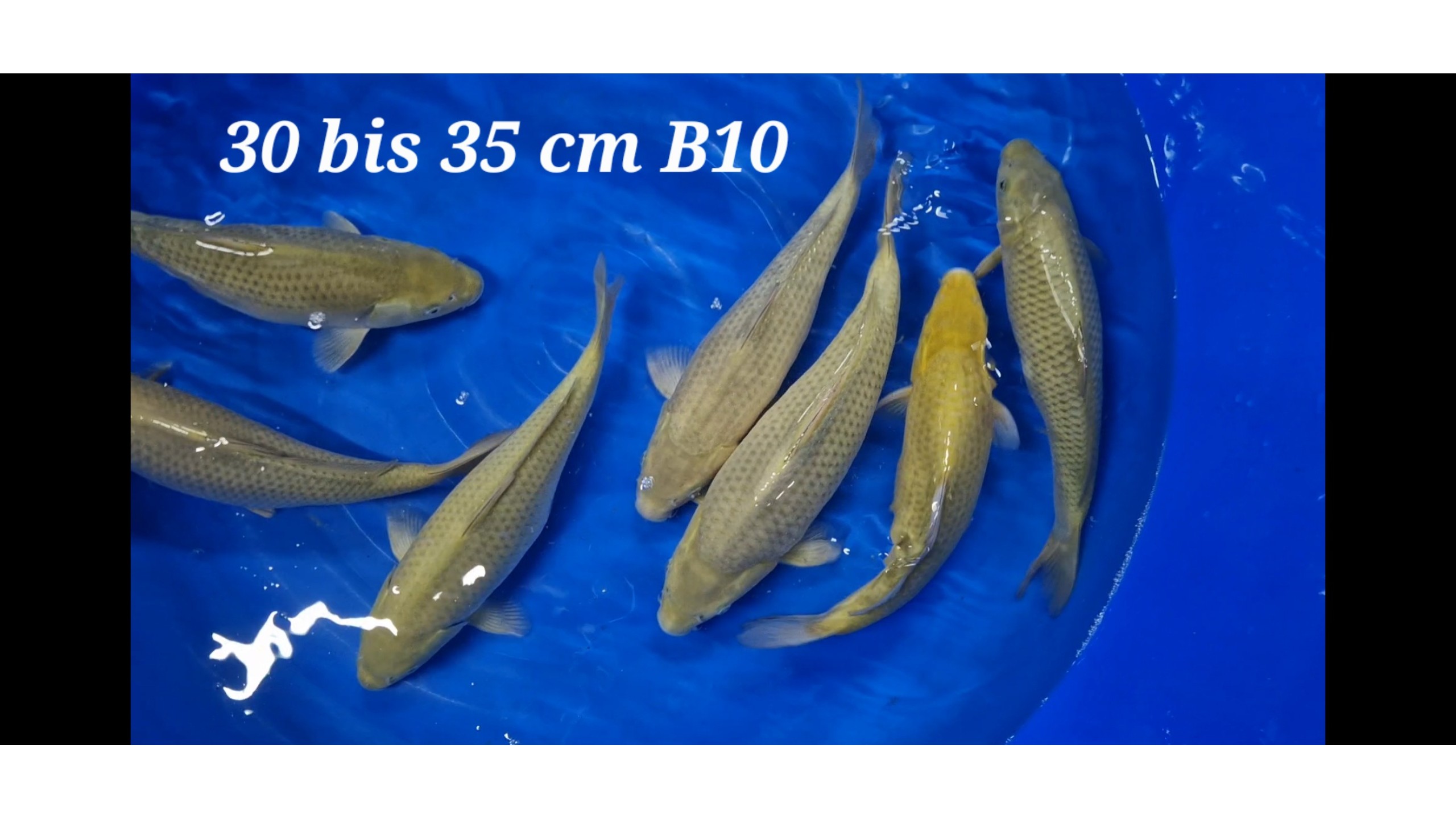 Chagoi Tosai mit 30 bis 35 cm (unsext)