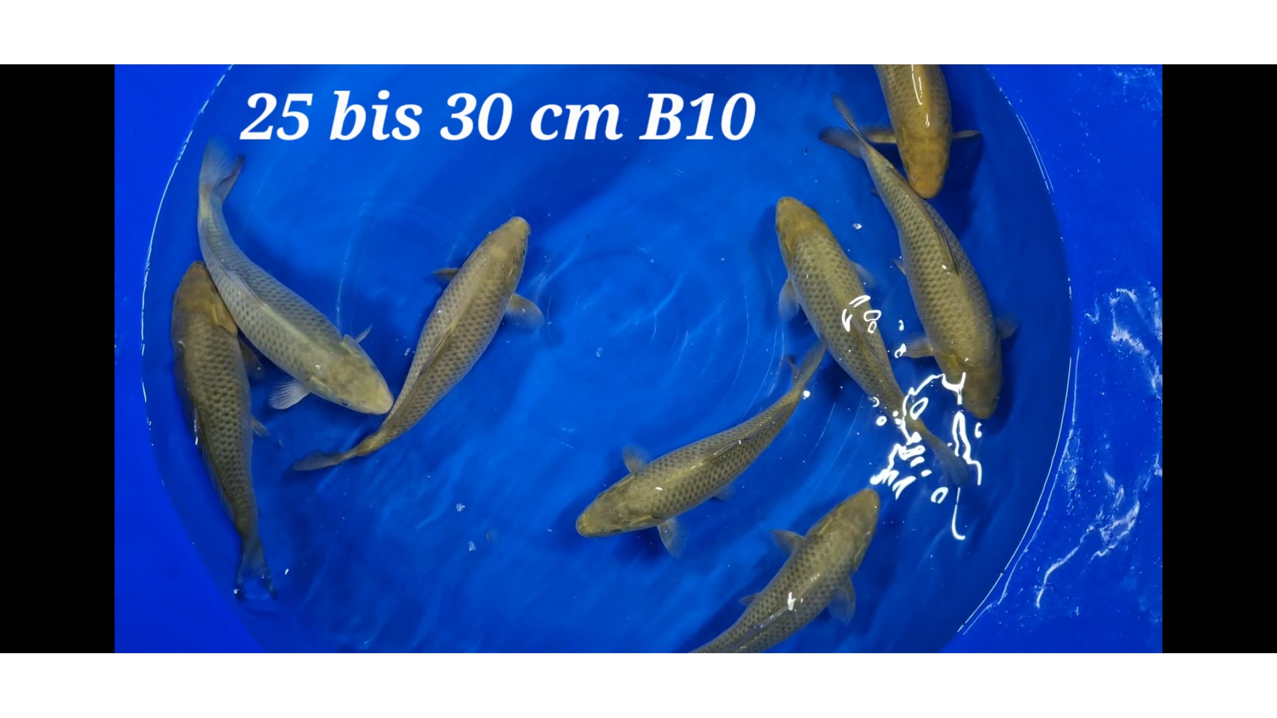 Chagoi Tosai mit 25 bis 30 cm unsext (Musterbild)