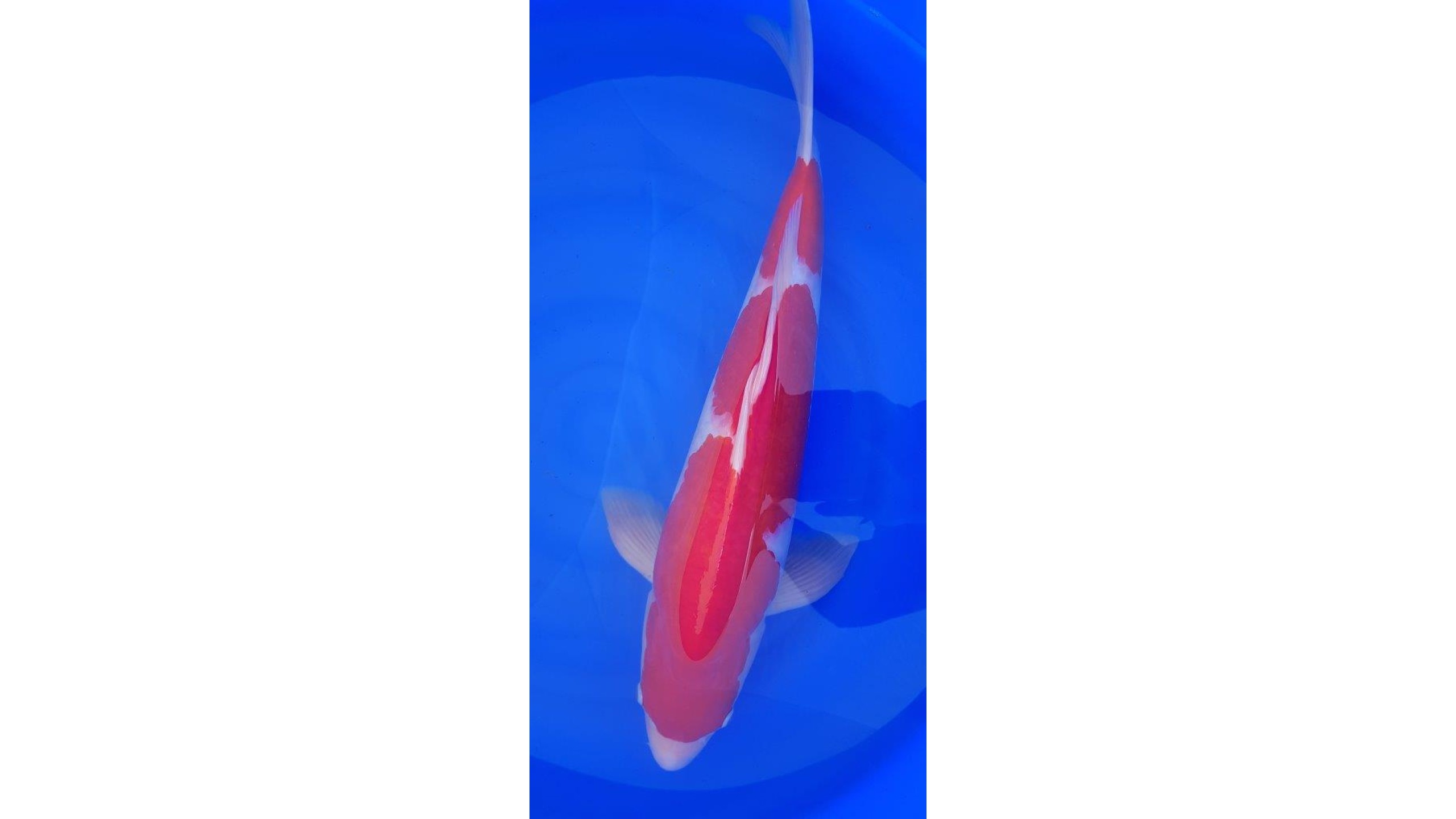 Dainichi Kohaku mit 74 cm (Male)