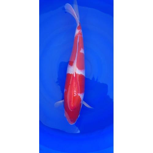 321koi De Japan Koi Online Auktion